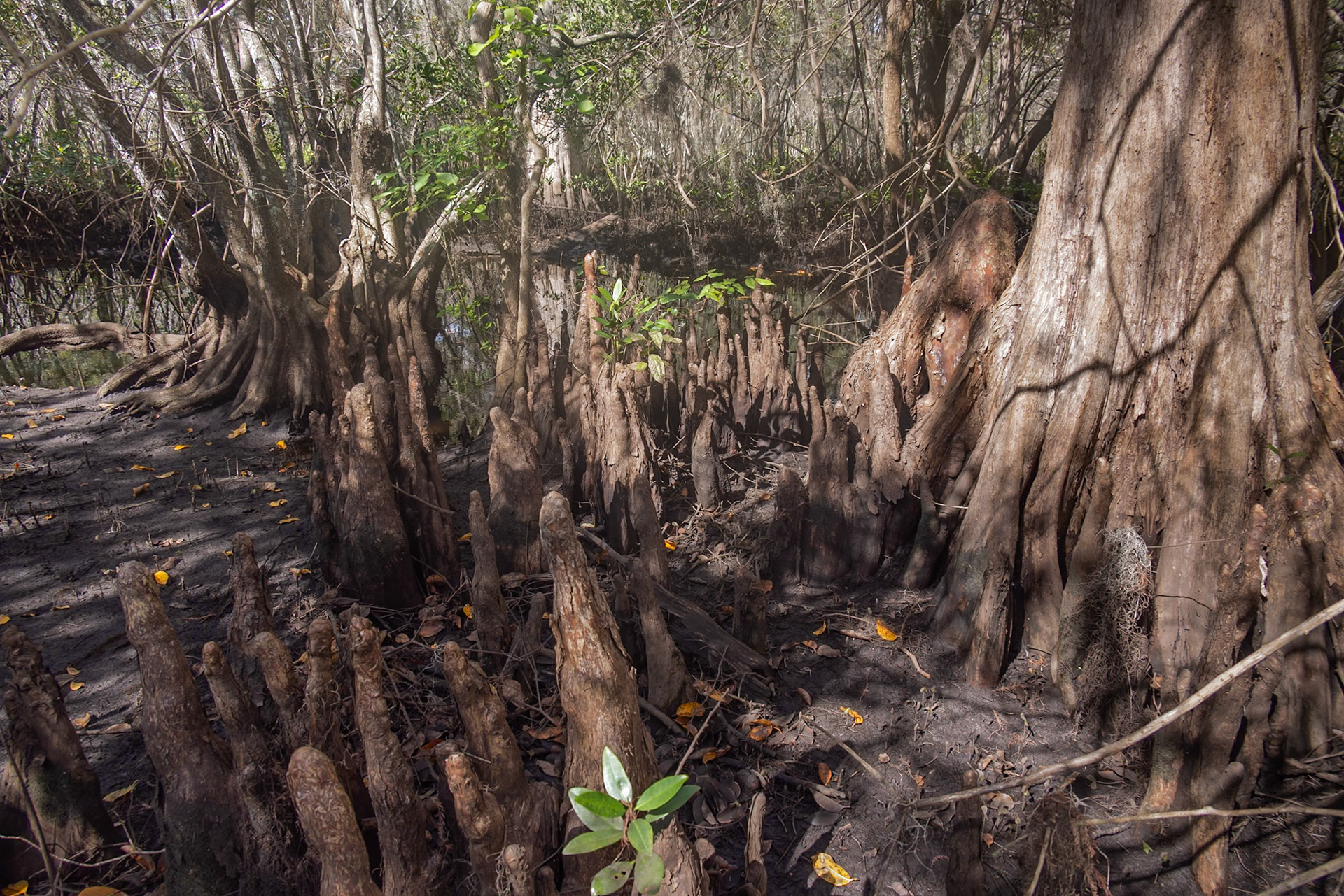Kitching Creek, Hobe Sound FL