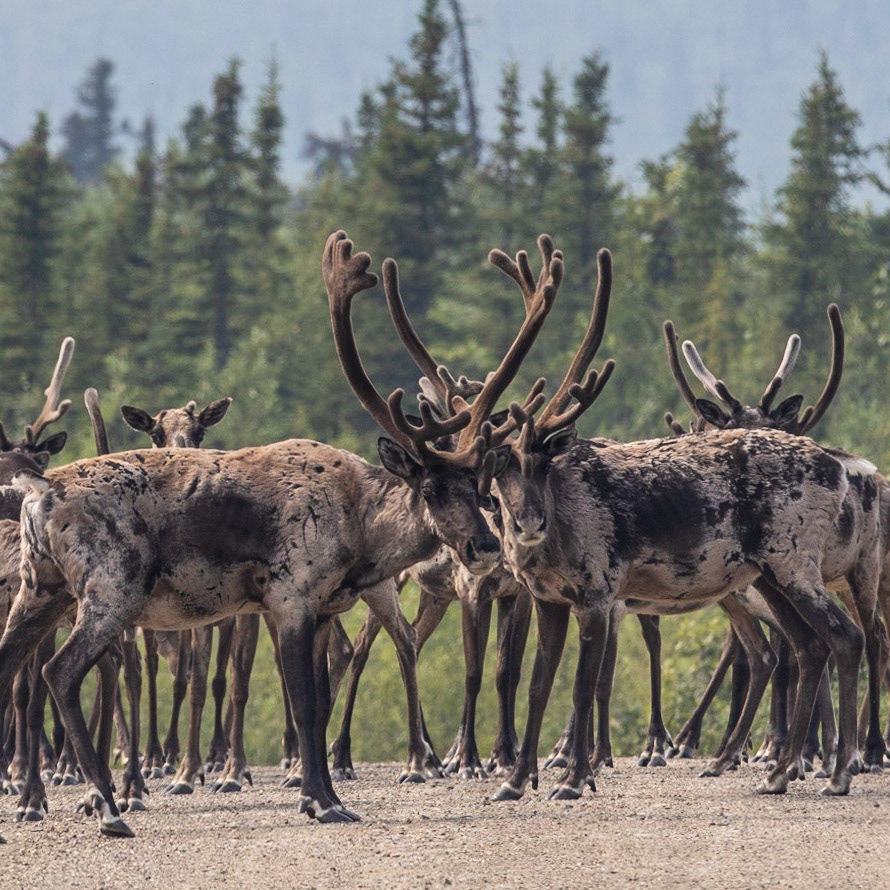 Taylor Hywy, Eagle AK