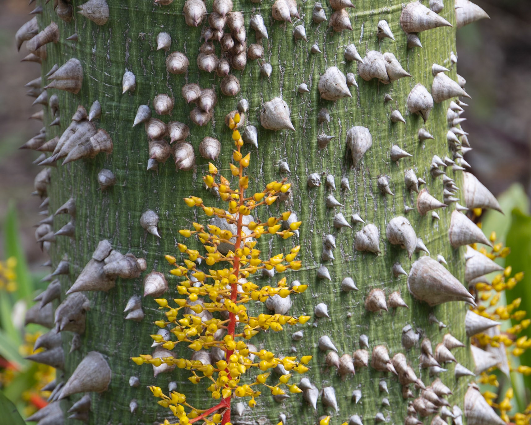 Nehrling Gardens, Gotha FL