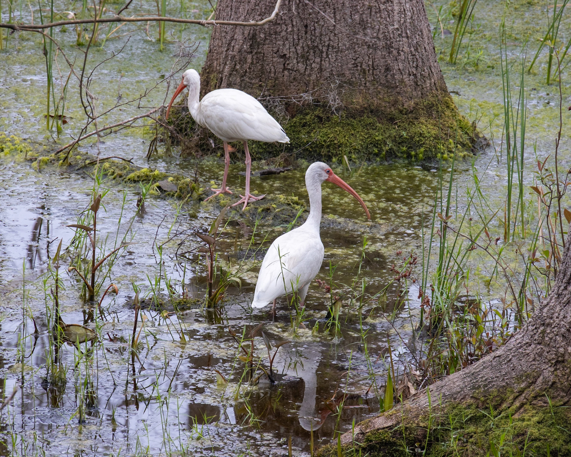 Trembling Earth Nature Trail, Fargo GA