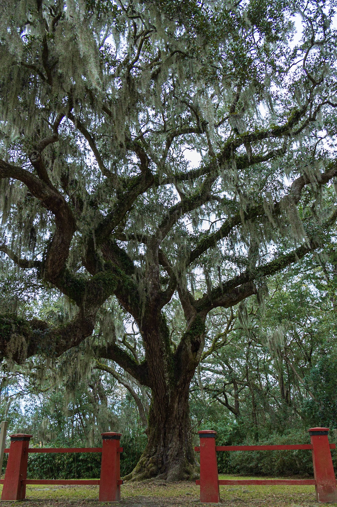 Avery Island Jungle Gardens LA