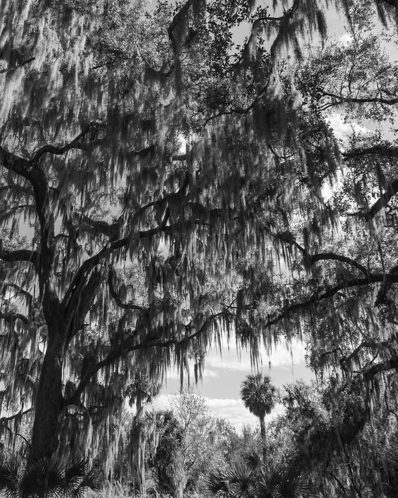 Circle Bar B Preserve, Lakeland FL