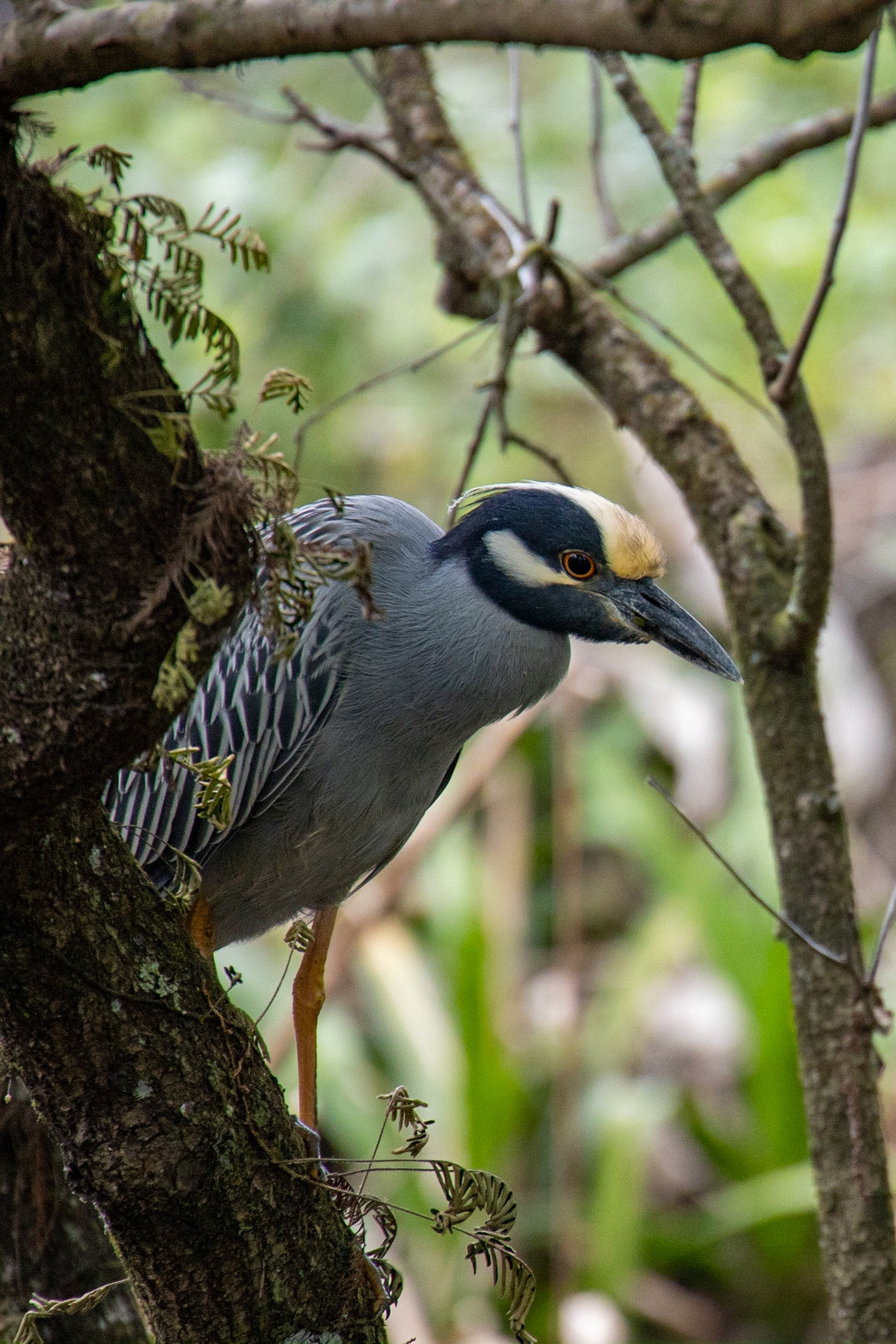 Corkscrew Swamp Sanctuary, Bonita Springs FL