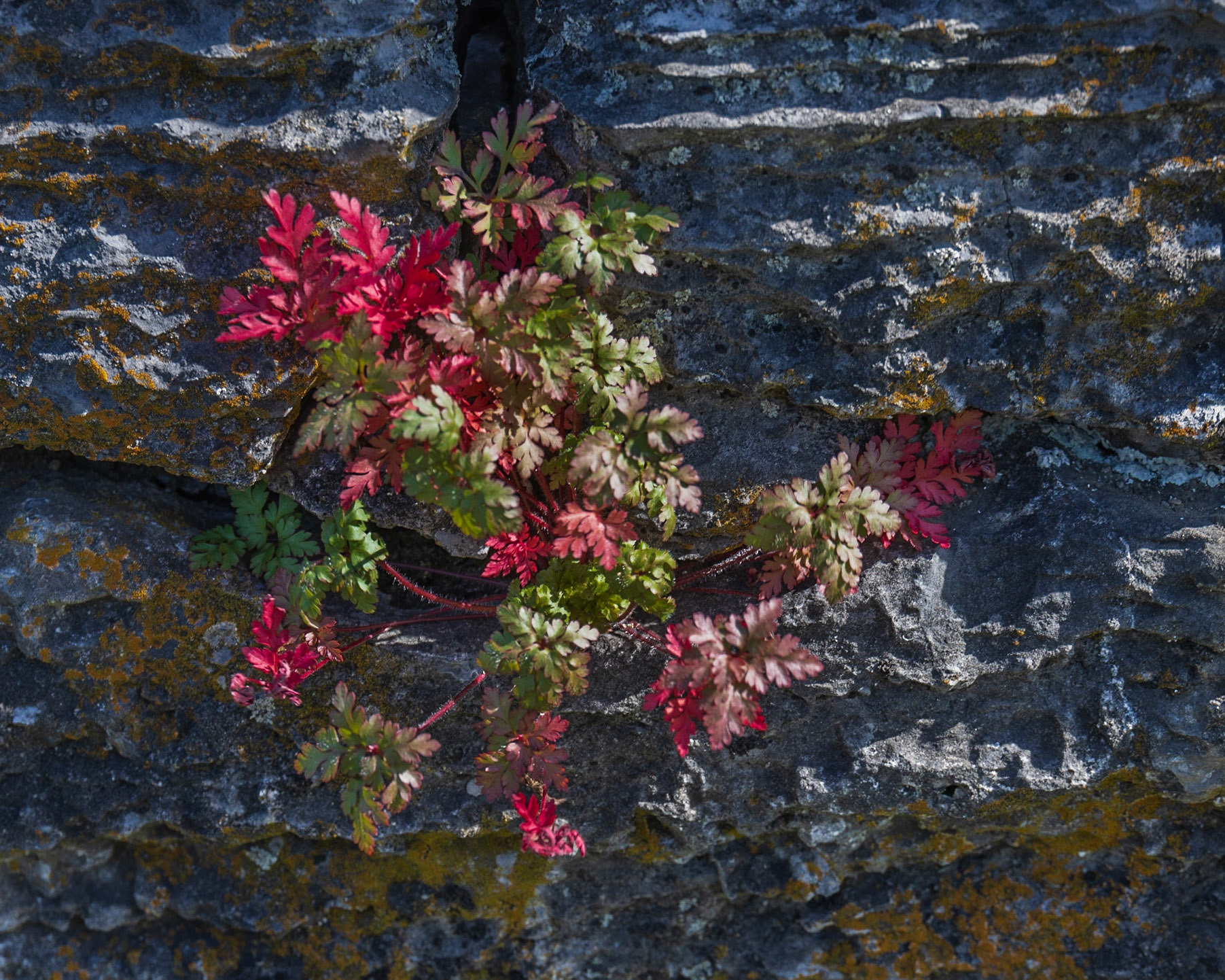 Crown Point Fort, NY
