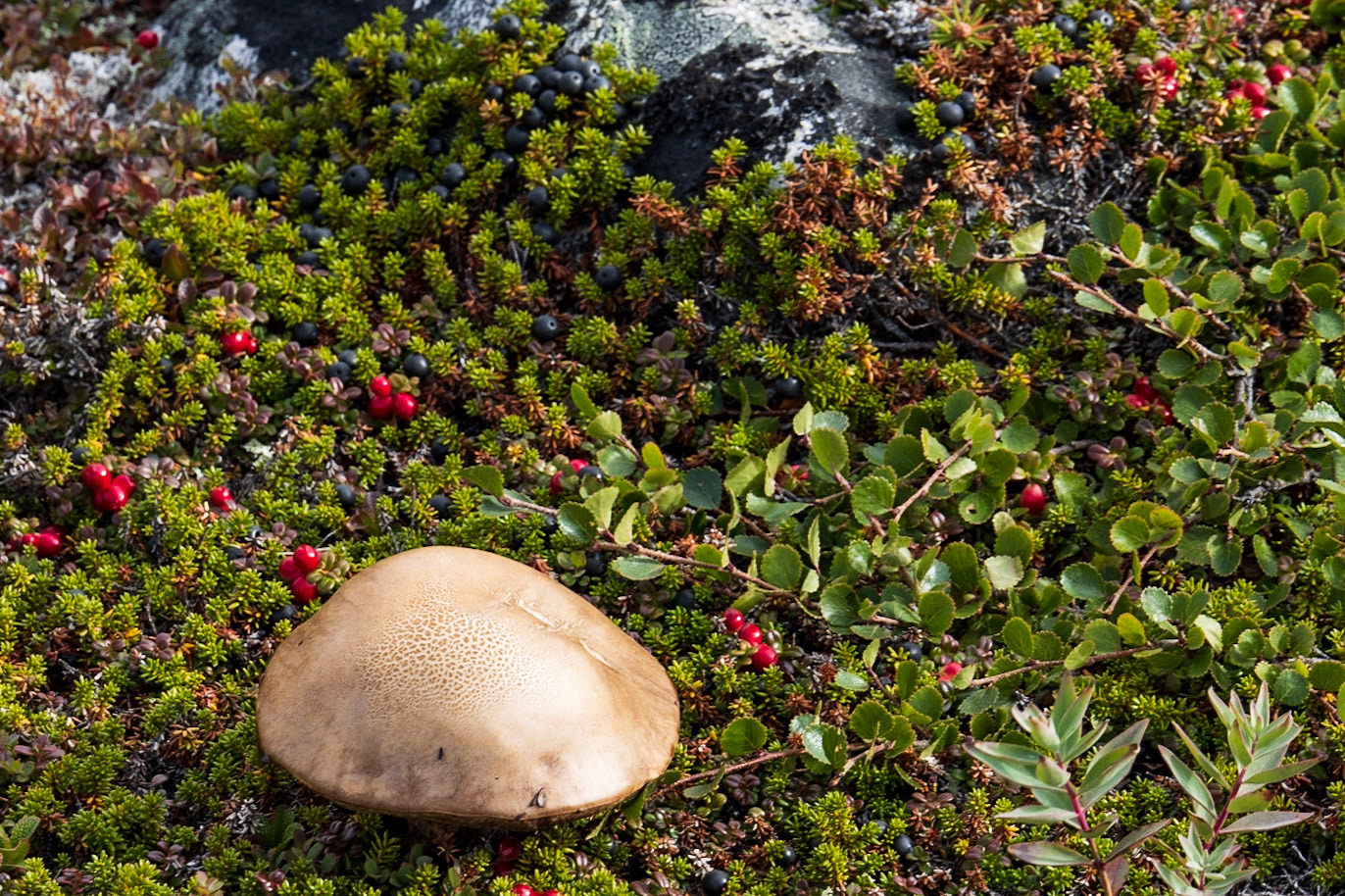 Big Island, Torngat Mountains, NL