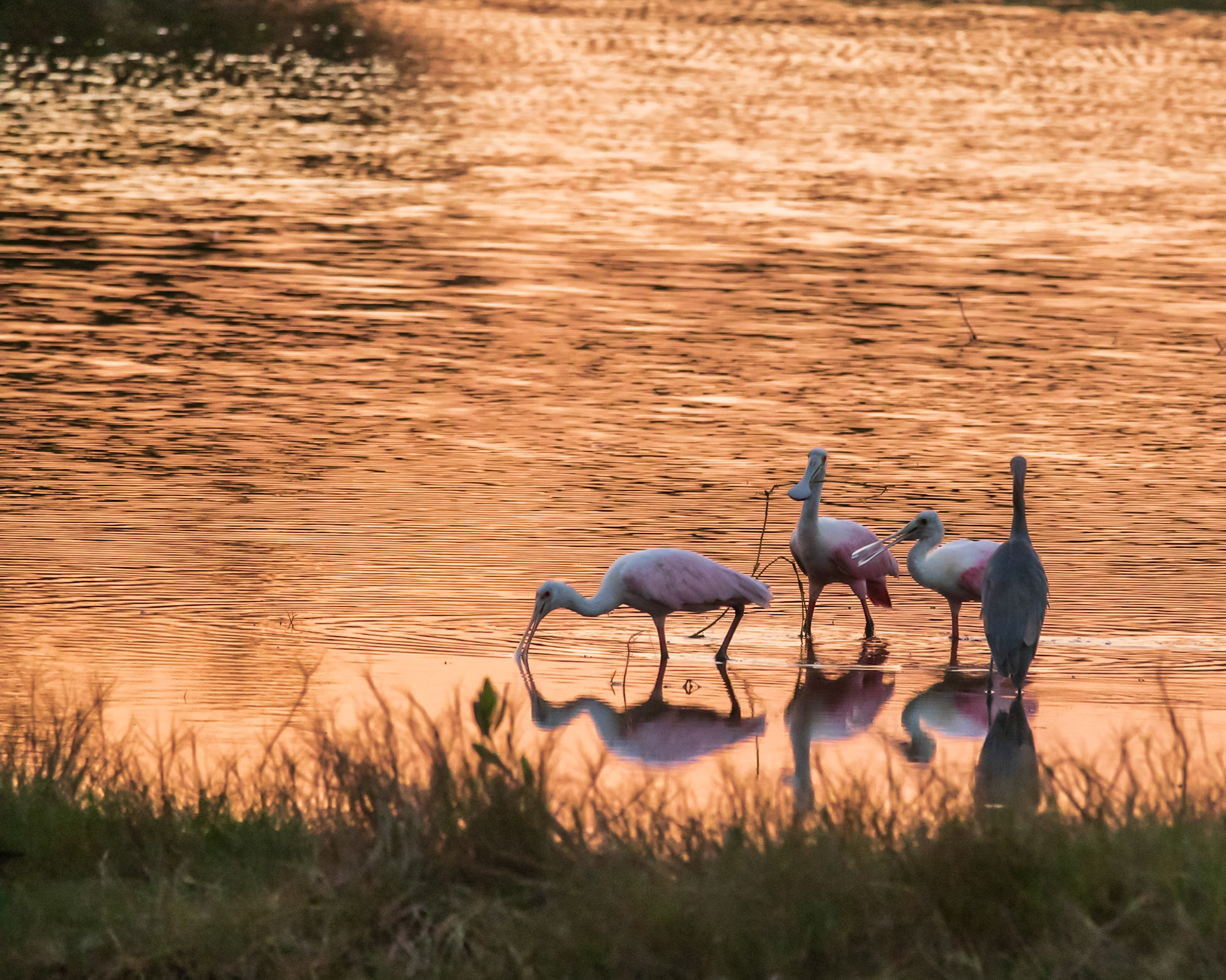 10,000 Islands Marsh Walk, FL