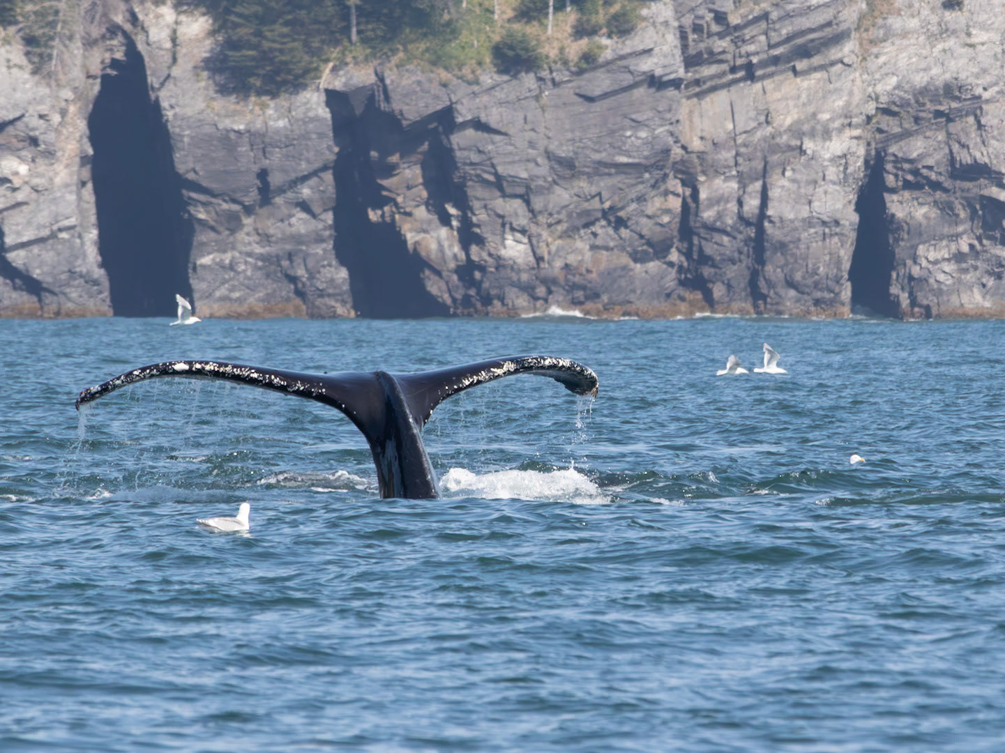 Resurrection Bay, AK