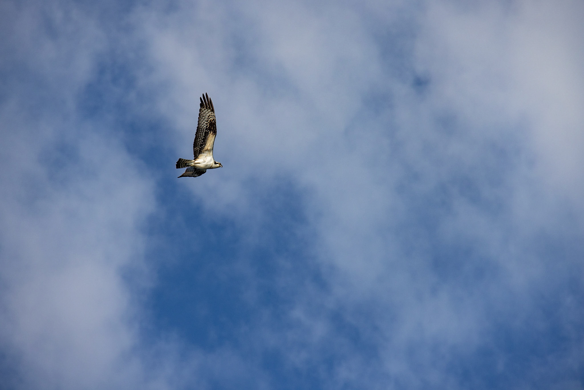 Osprey, Rockport Harbor, ME