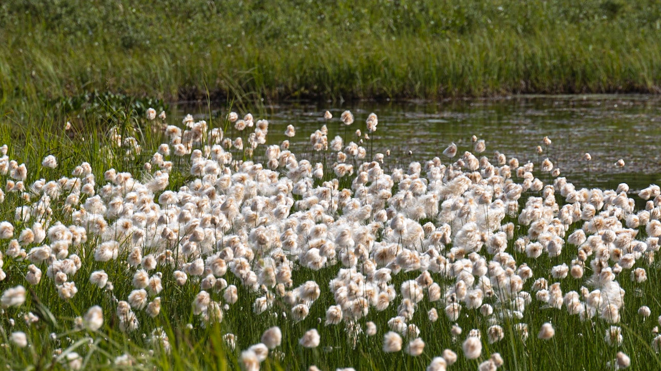 Pipeline Lakes Trail AK