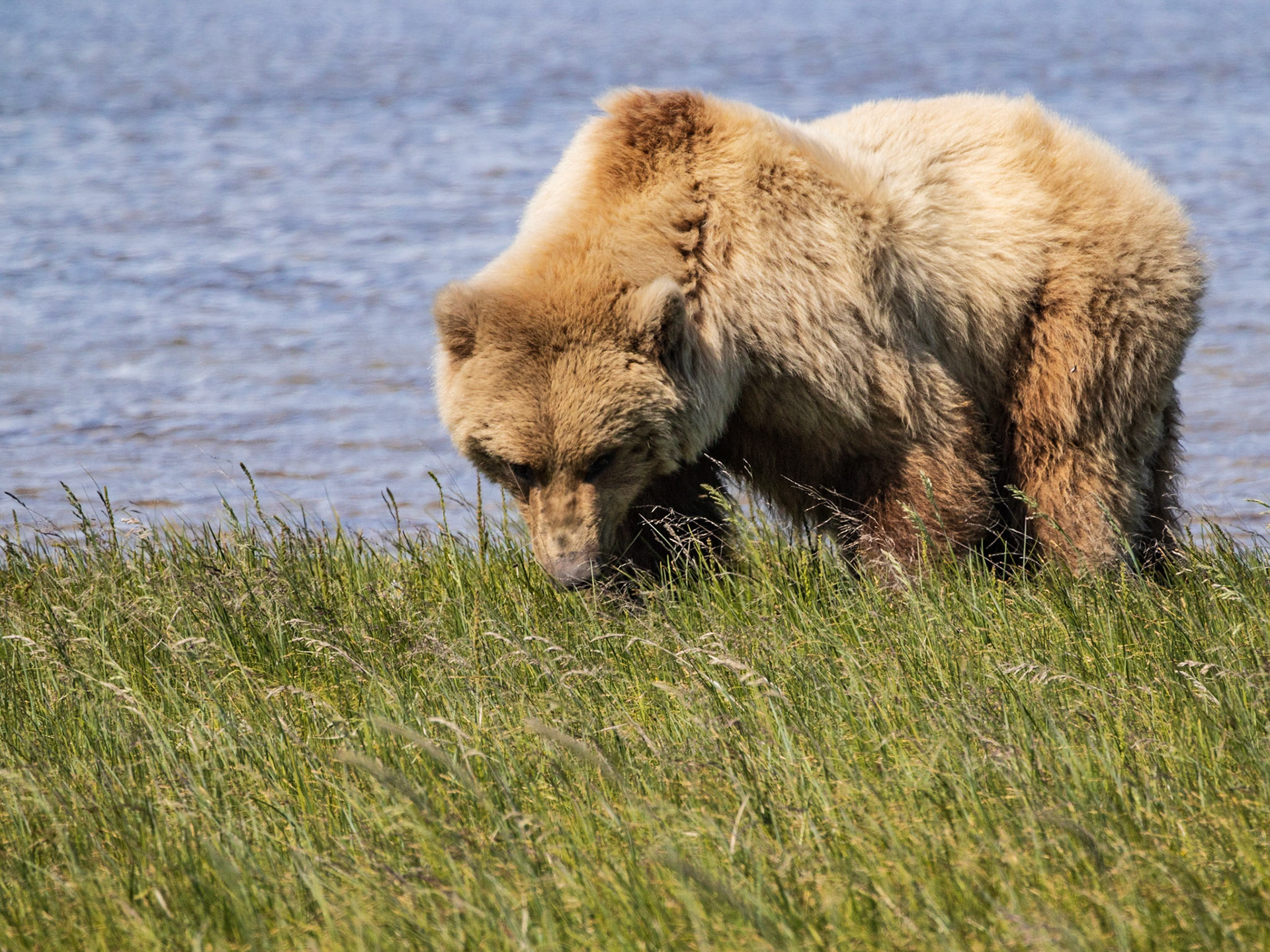 Hallo Bay, Katmai NP, AK