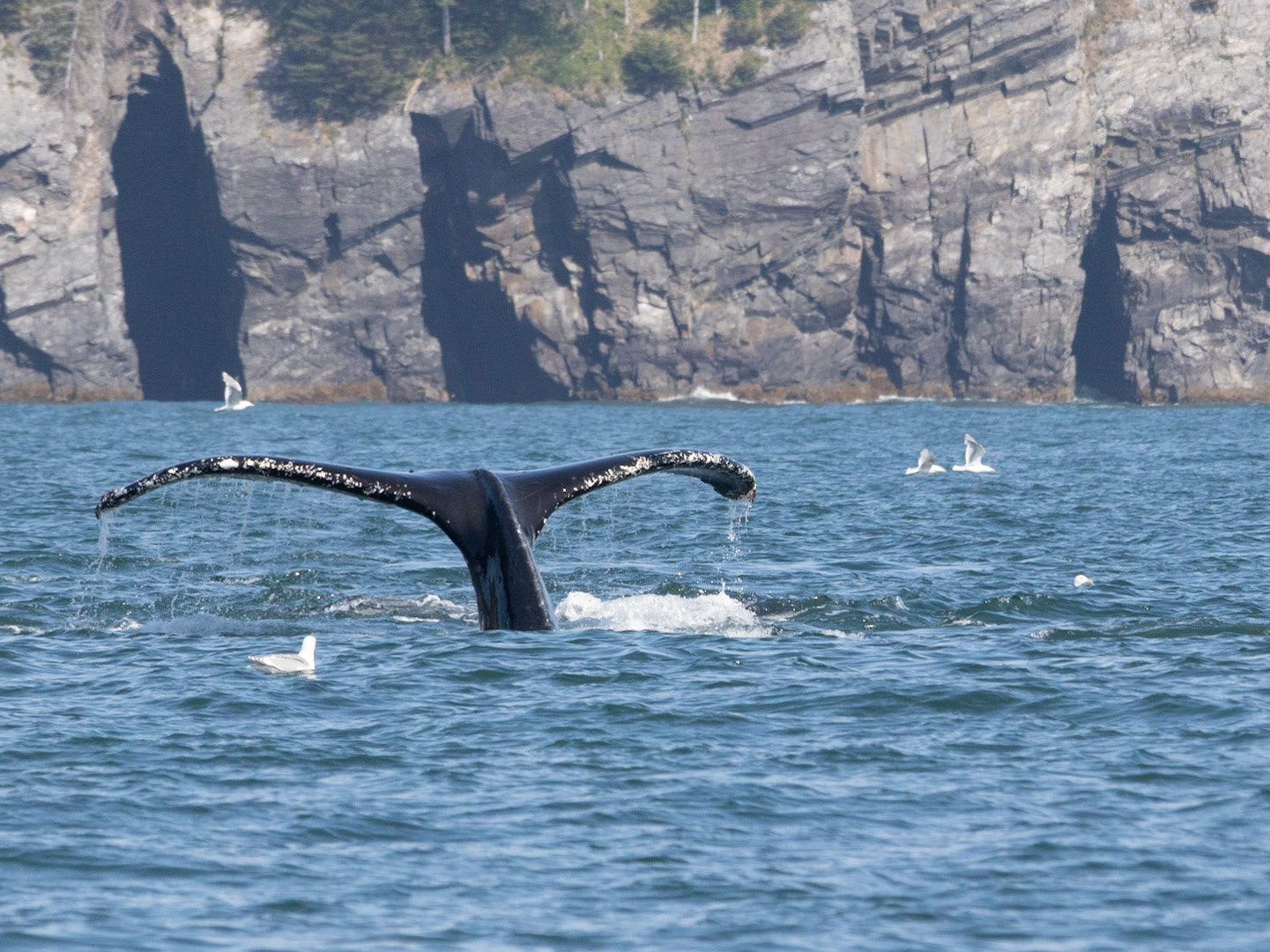 Resurrection Bay, AK