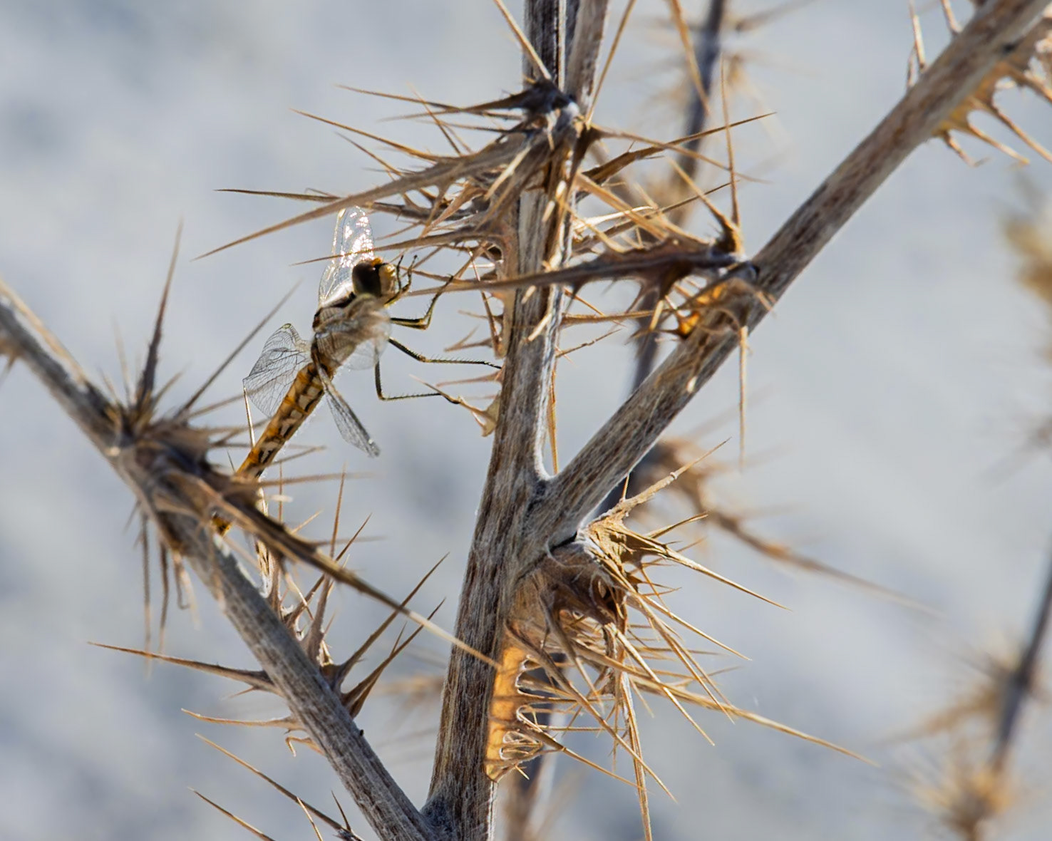 Ash Meadows National Wildlife Reserve, Pahrump NV