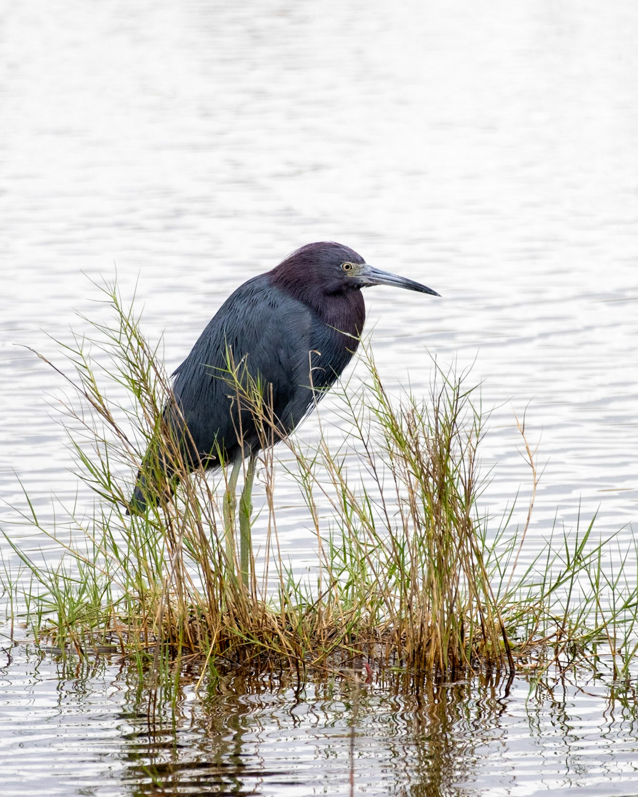 10,000 Islands Marsh Trail, Naples FL