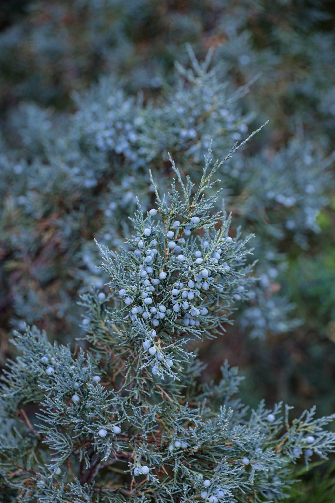 Theodore Roosevelt NP, South Unit, ND