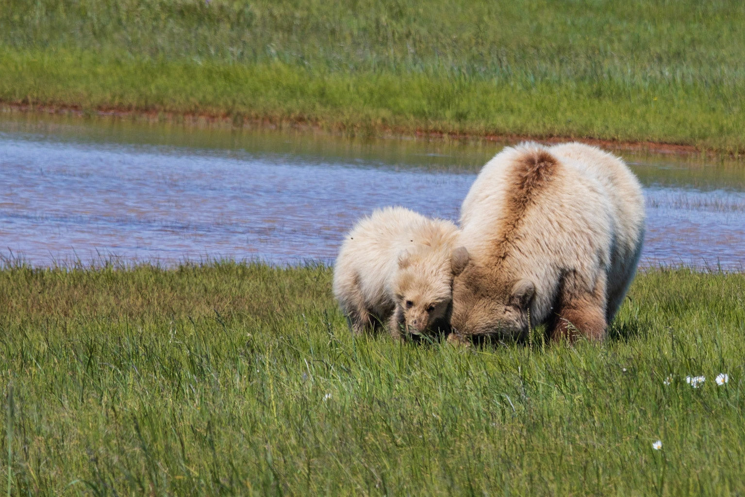 Hallo Bay, Katmai NP, AK