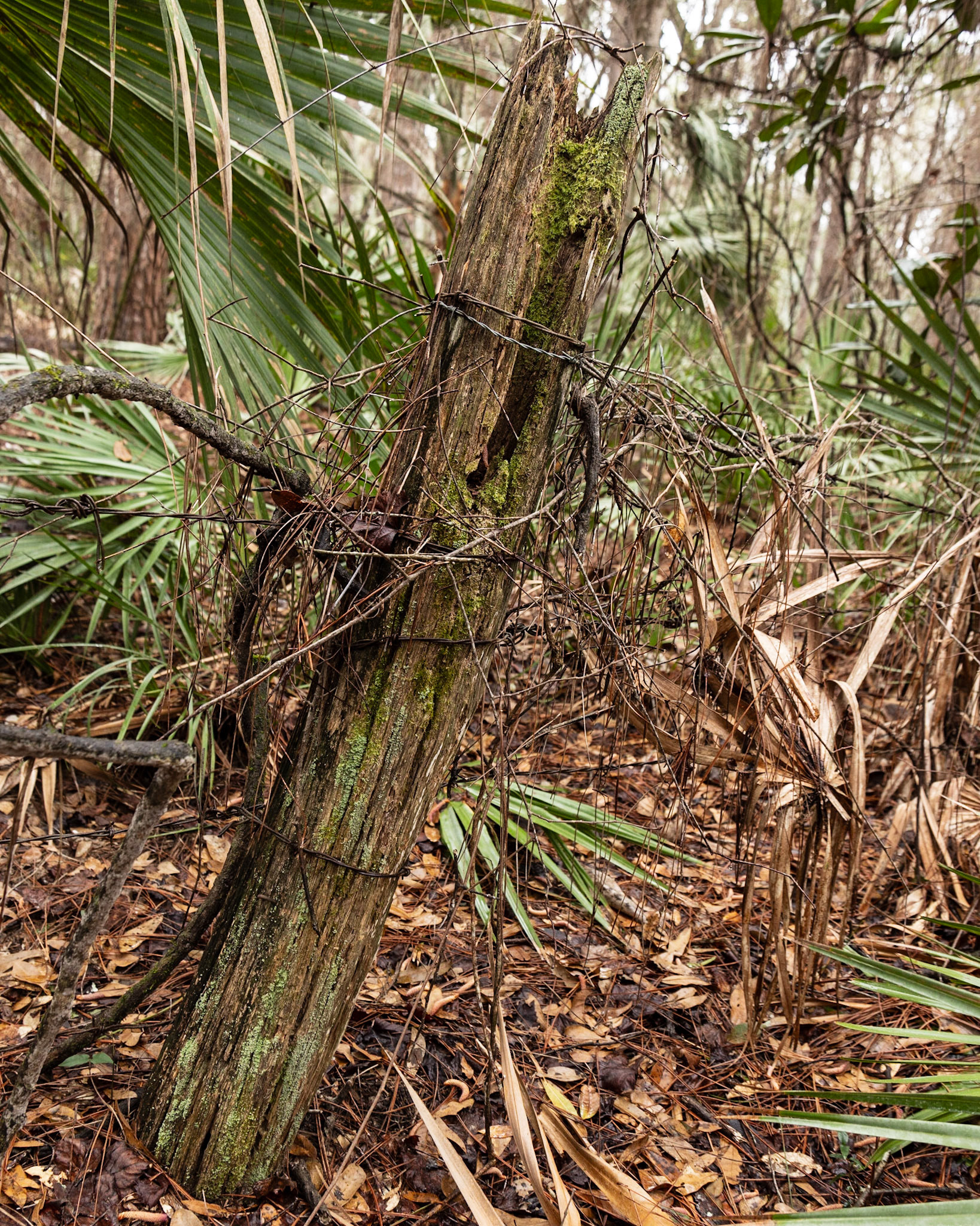 Aucilla River, Goose Pasture Road, FL