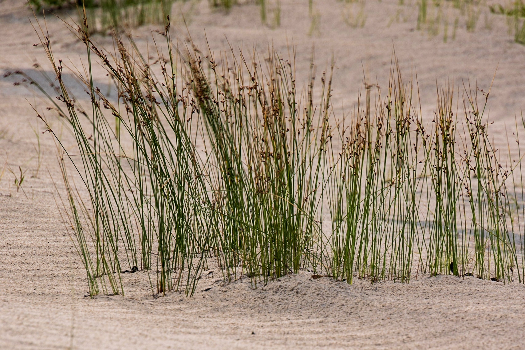 Birch Island Boardwalk, Goose Bay, NL