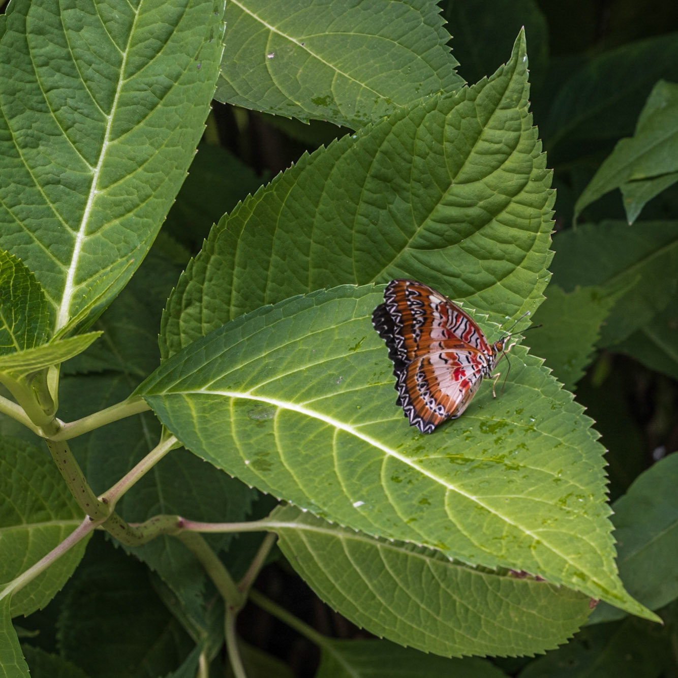 Newfoundland Insectatorium, Reidville, NL