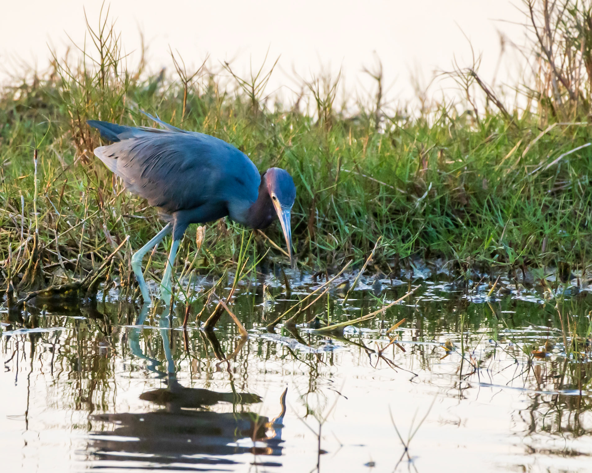 10,000 Islands Marsh Walk, FL