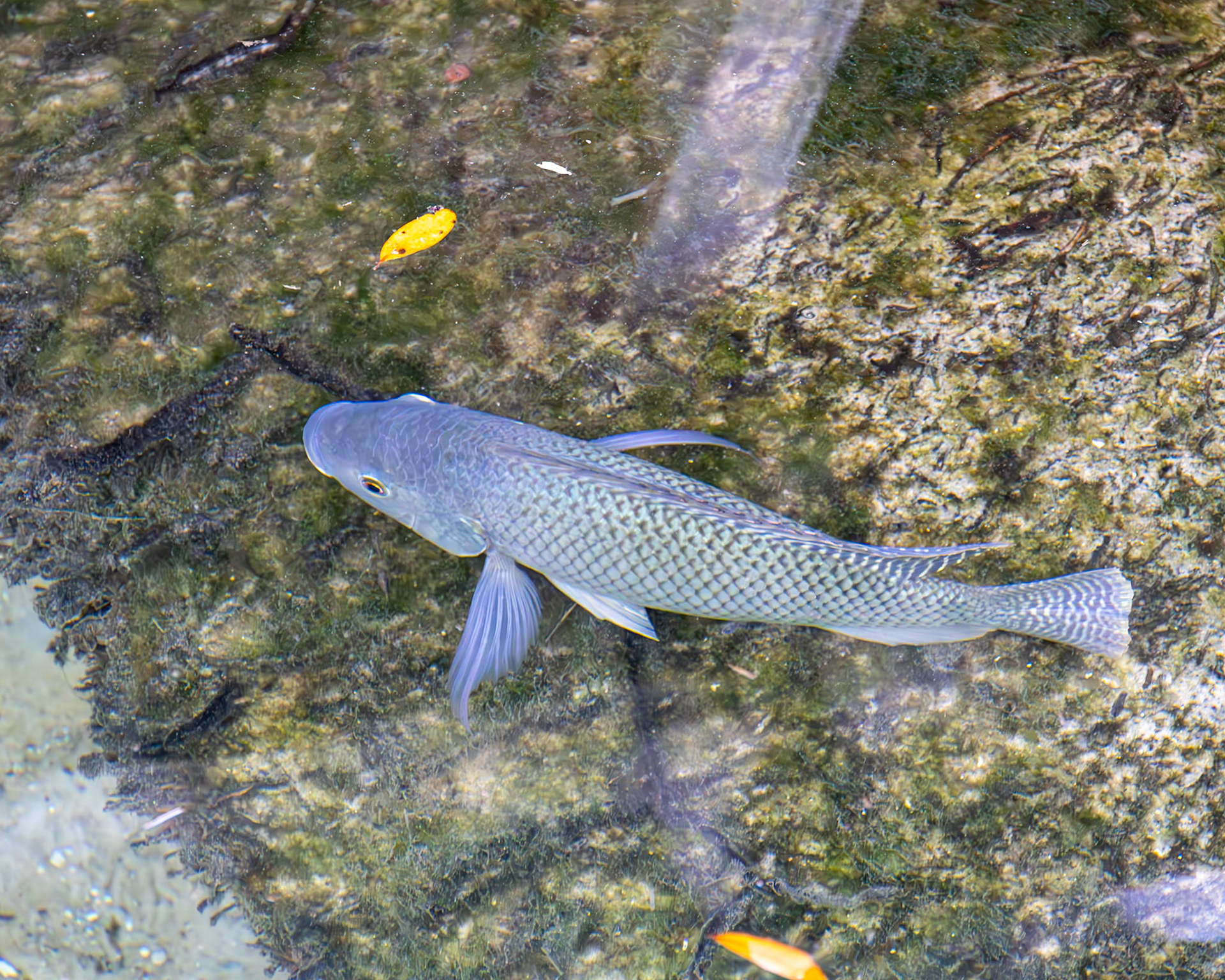 Blue Springs SP, Orange City FL