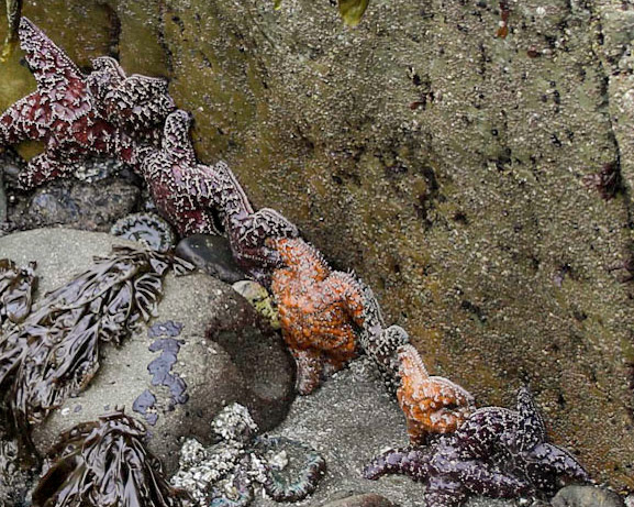 Harris Beach SP, Brookings OR