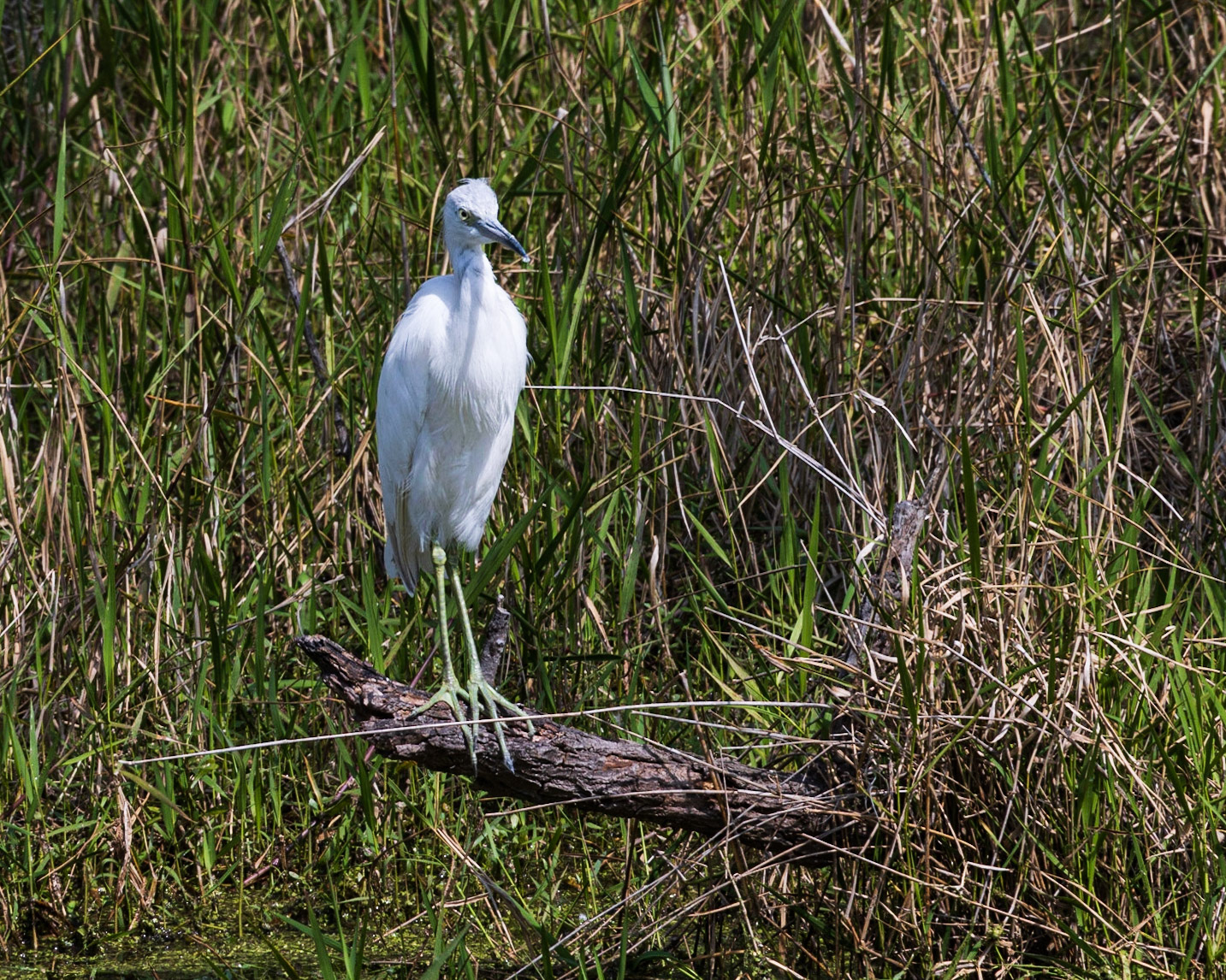 Circle B Bar Reserve FL