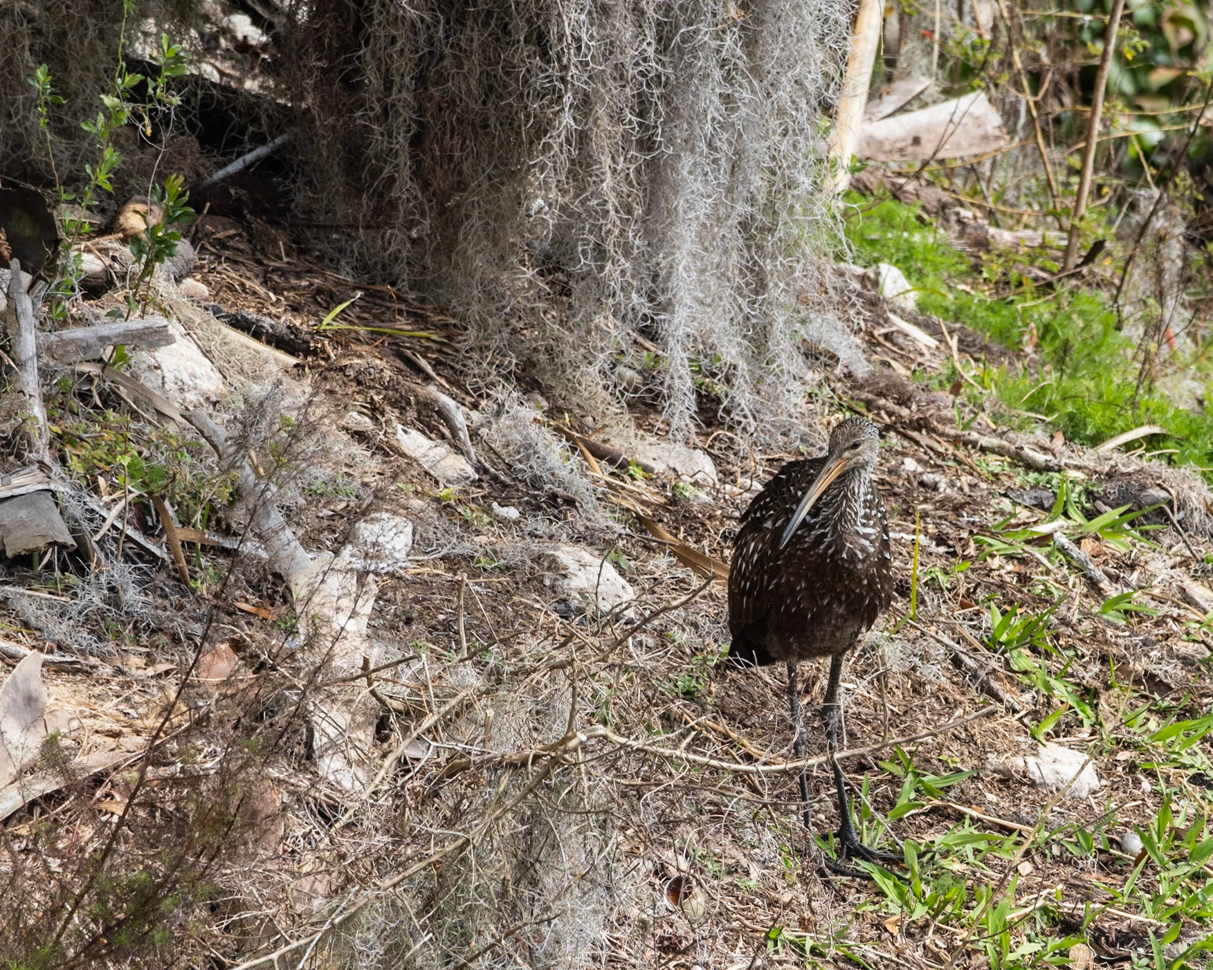La Chua Boardwalk, Micanopy  FL