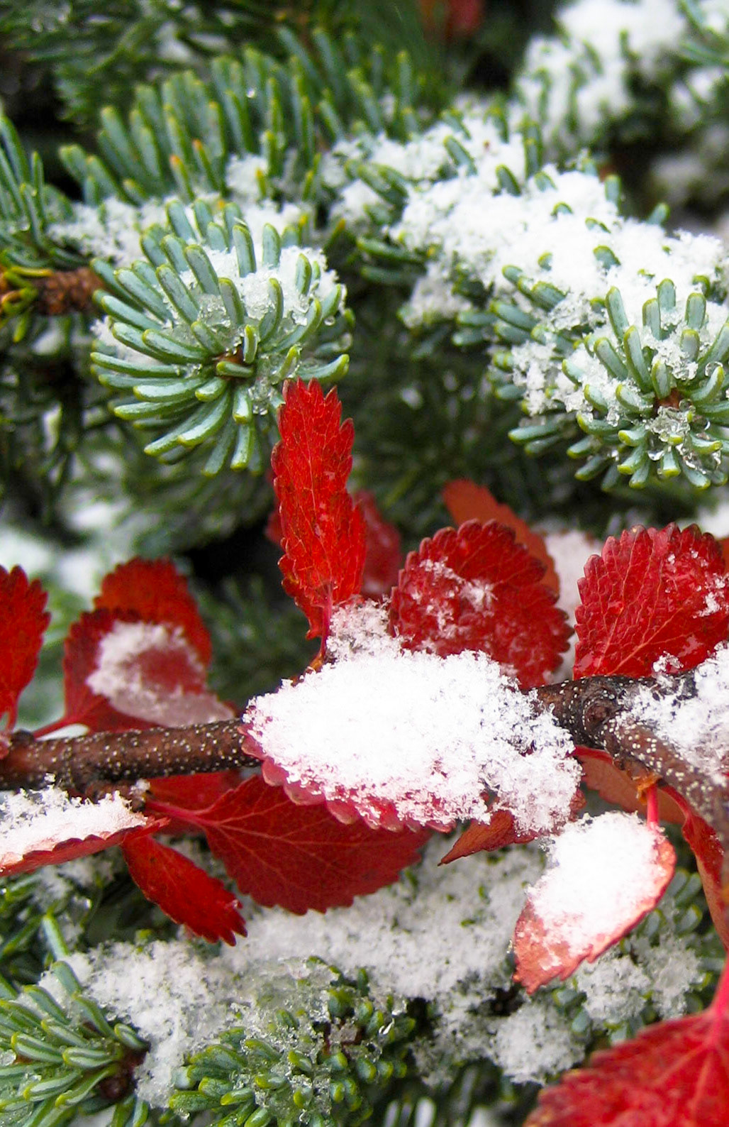 Beatty Creek Camp BC CA
