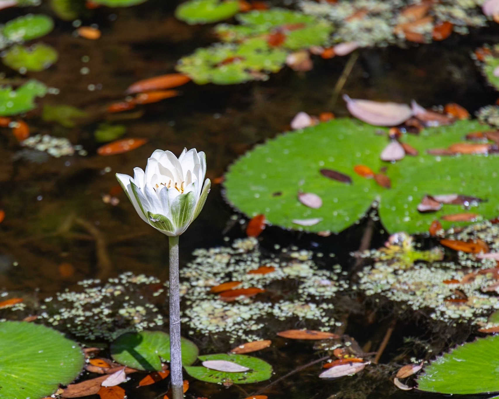 McKee Botanical Garden, Vero Beach FL
