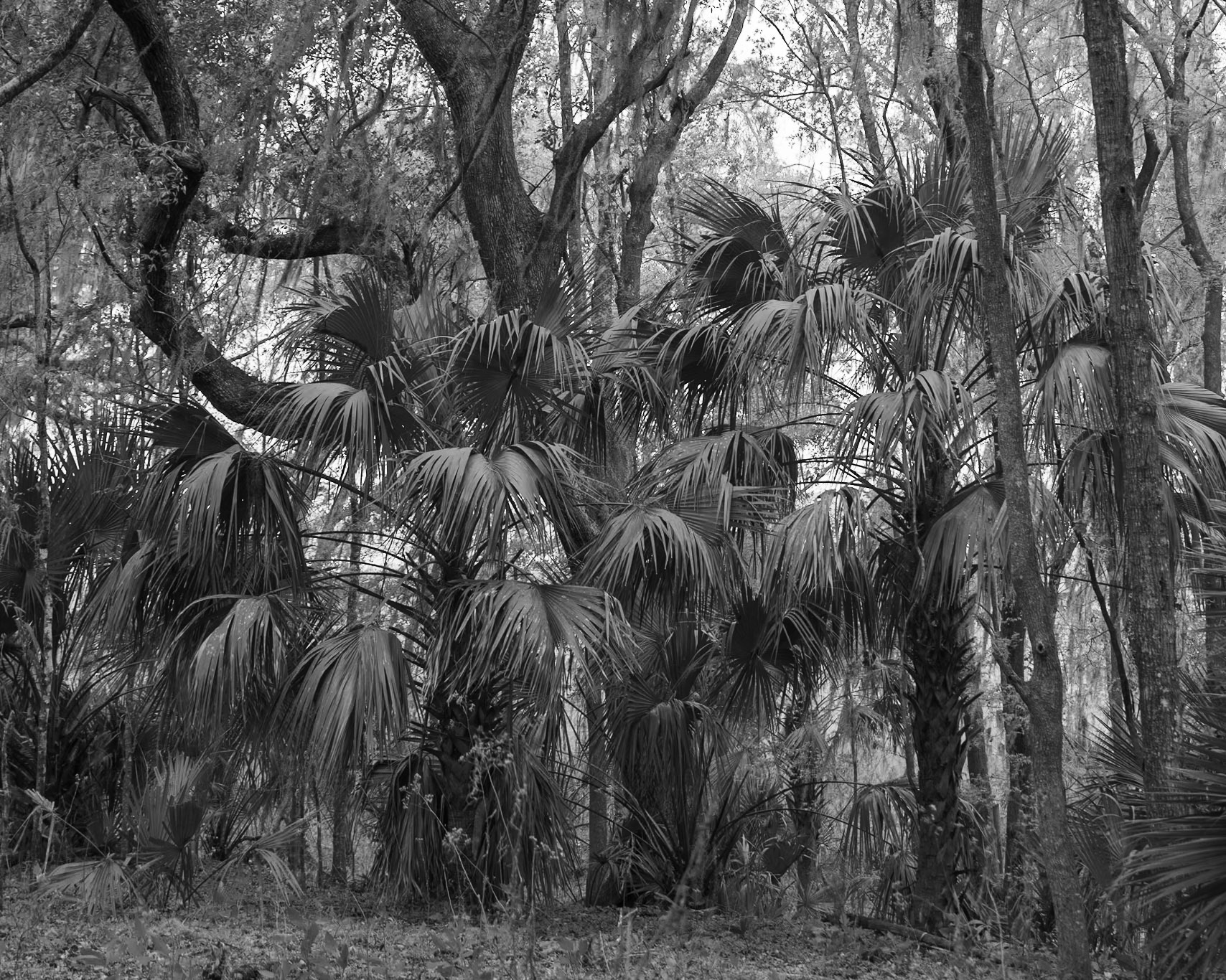 Nolan Bluff Trail, Micanopy FL