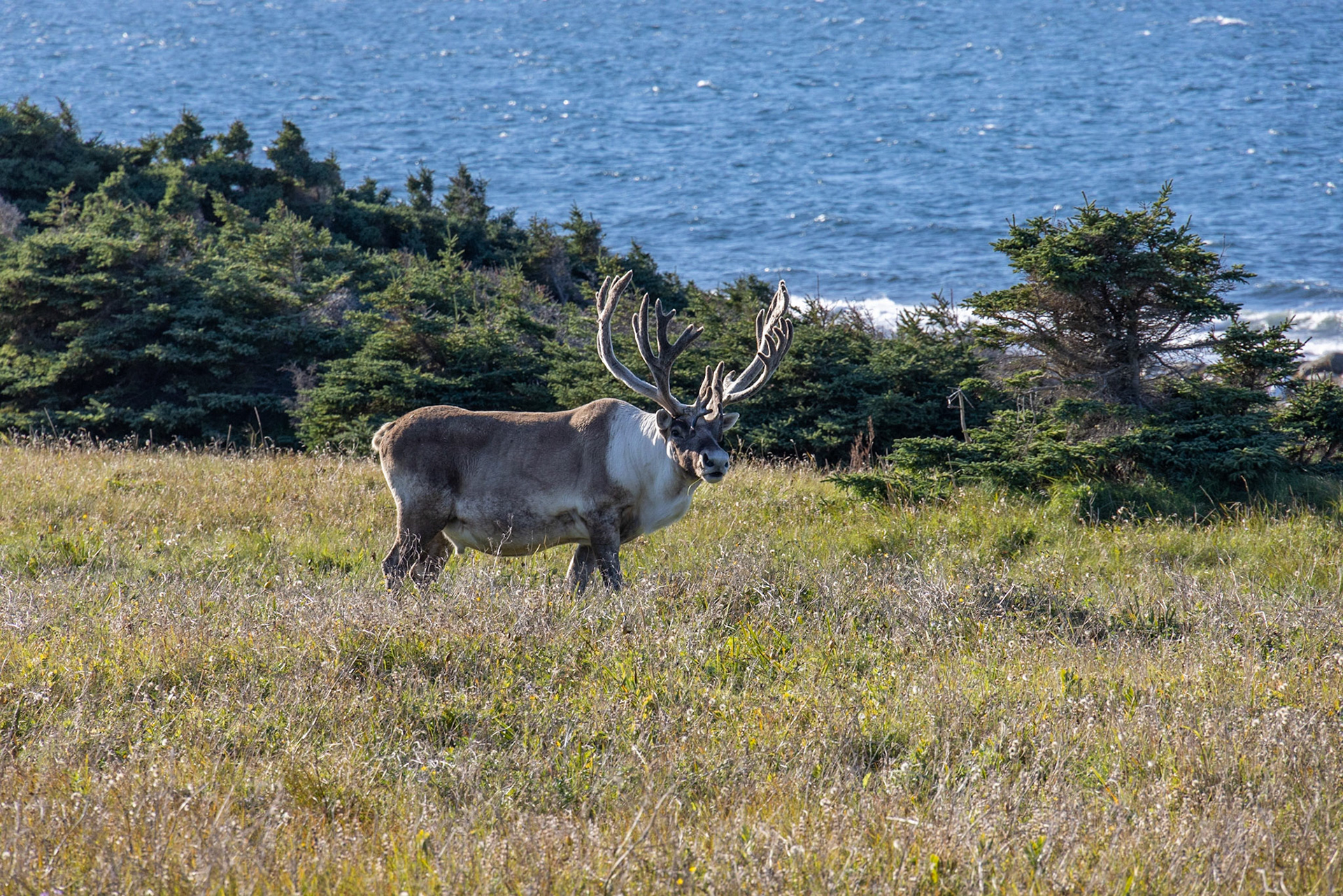 Port au Choix Seashore, NL