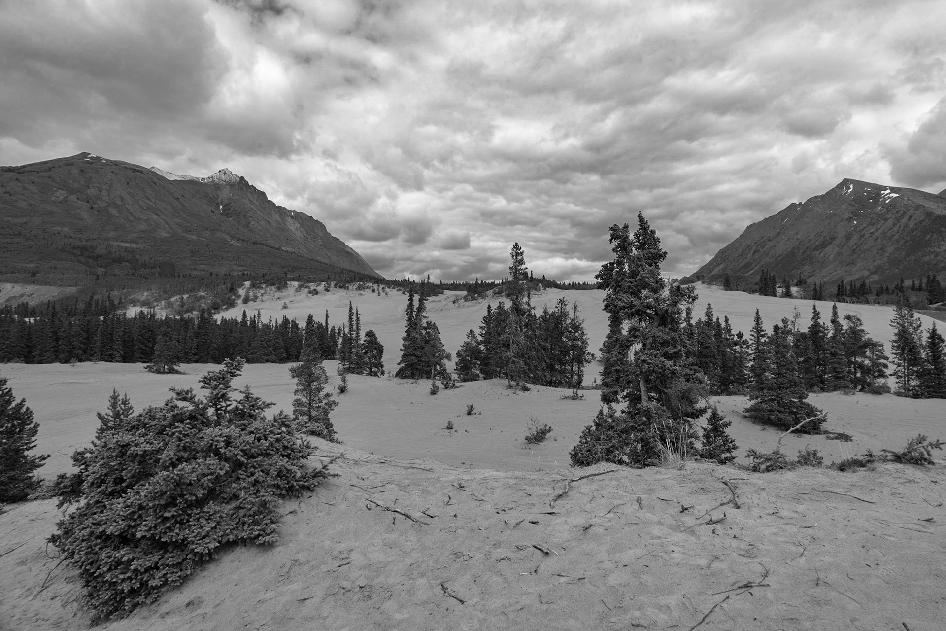 Carcross Desert, Yukon
