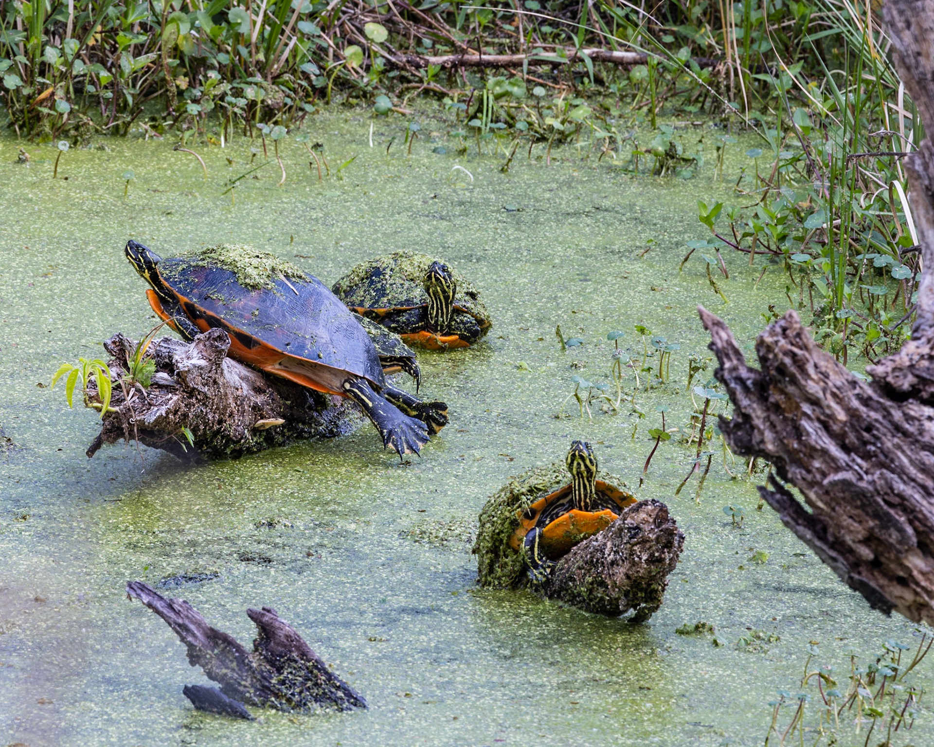 Circle B Bar Reserve FL