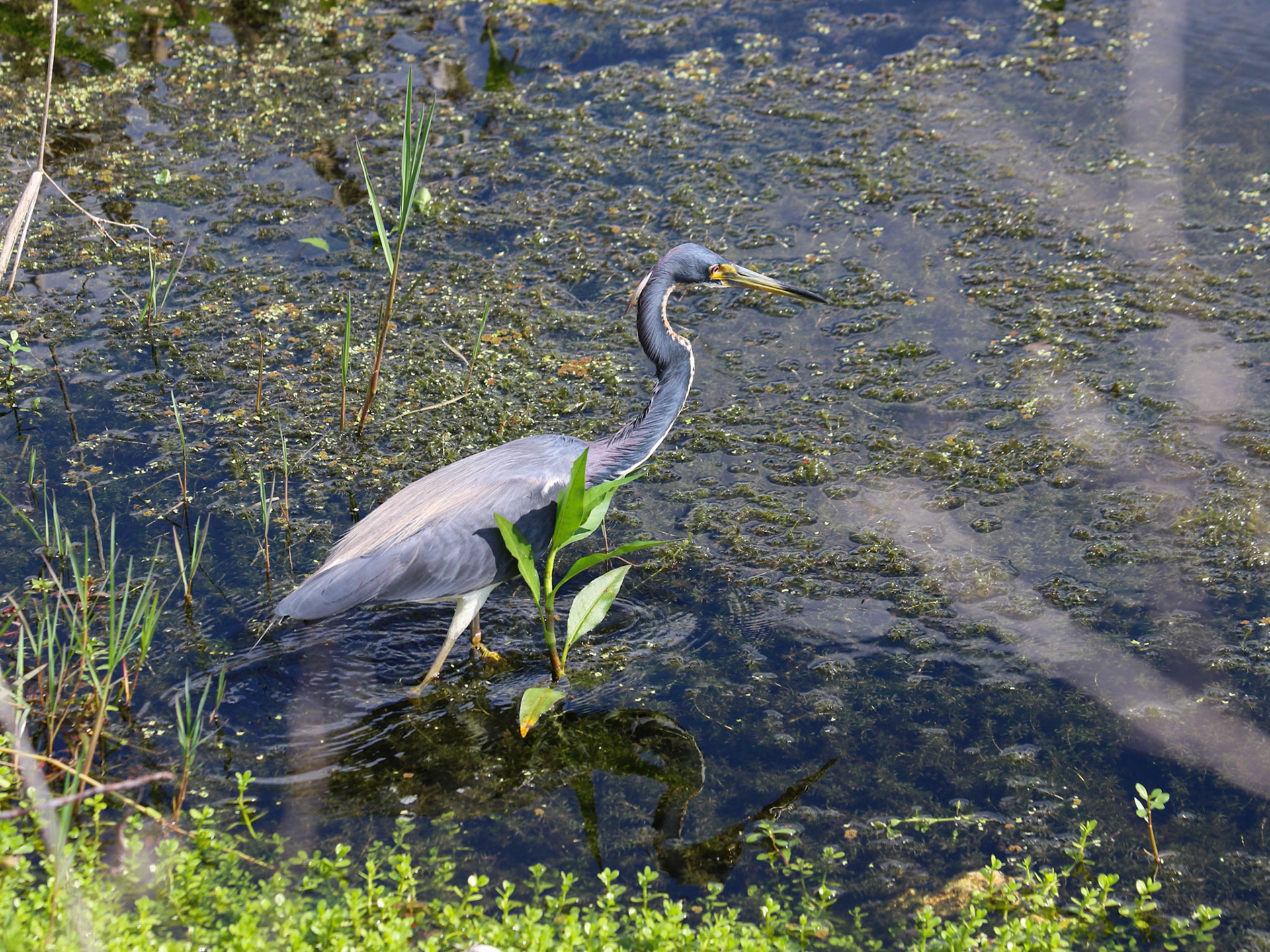 Circle B Bar Reserve, Lakeland FL
