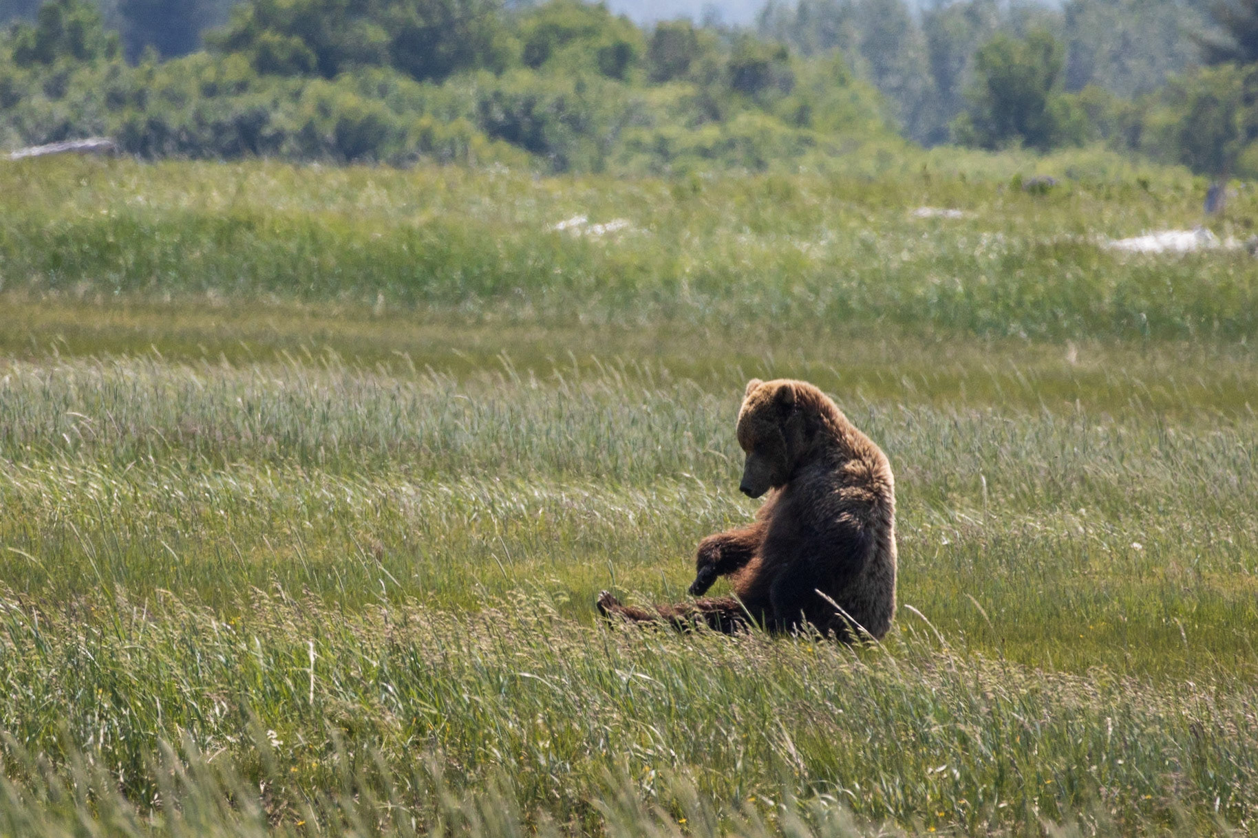 Hallo Bay, Katmai NP, AK