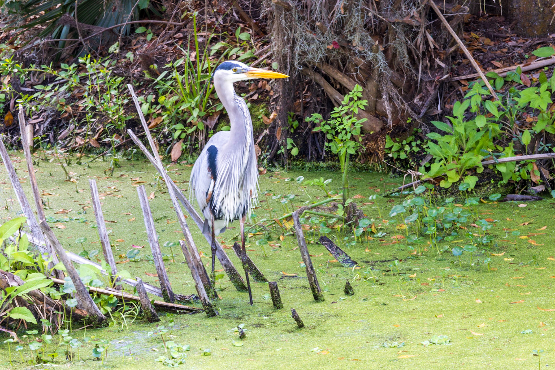 Circle B Bar Reserve FL
