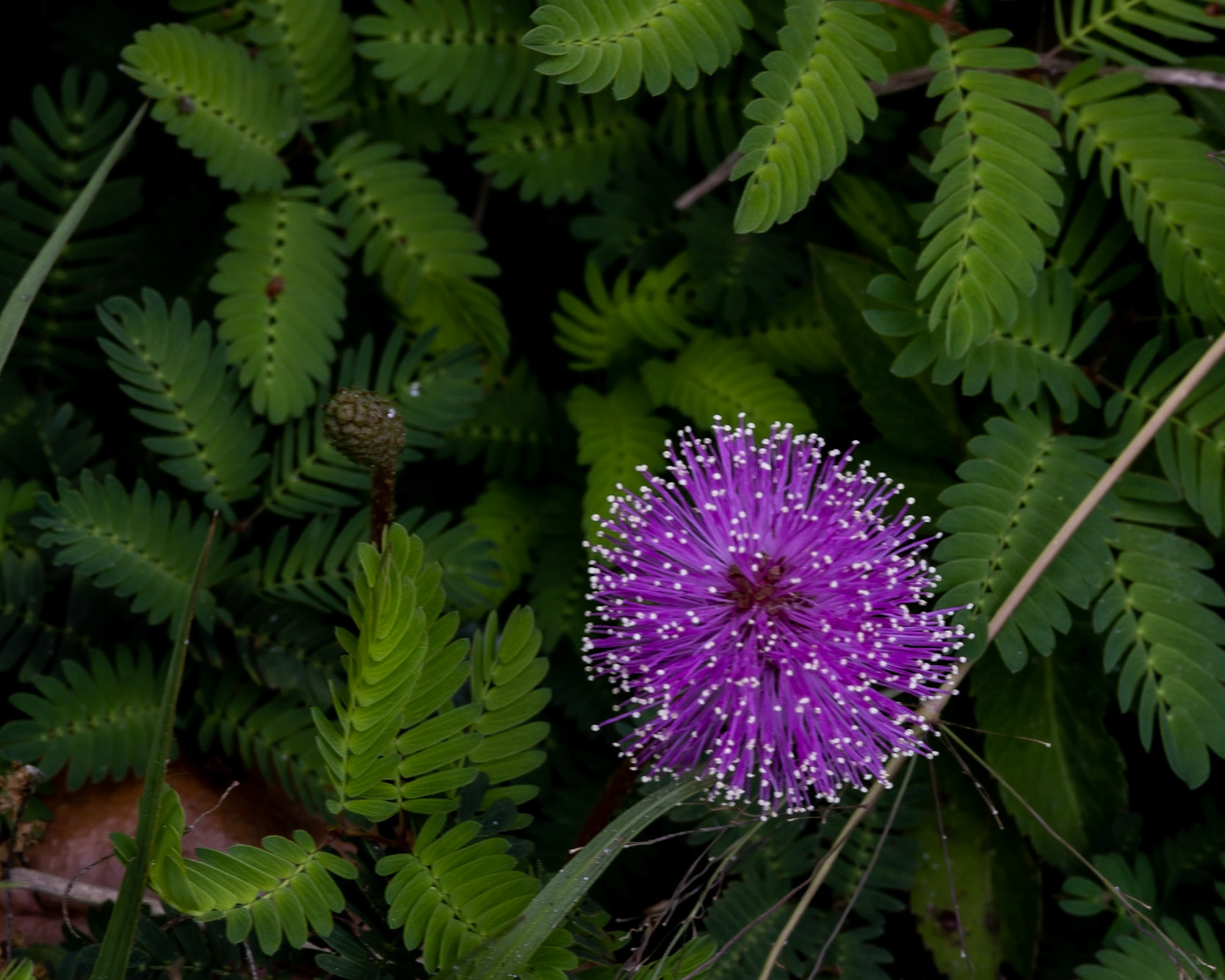 Circle B Bar Reserve FL