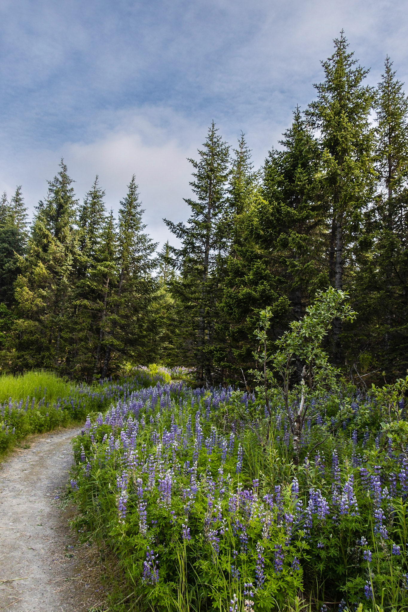 Sheridan Lake Trail AK