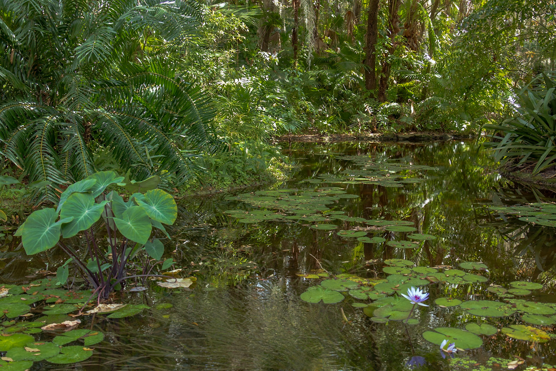 McKee Botanical Garden, Vero Beach FL