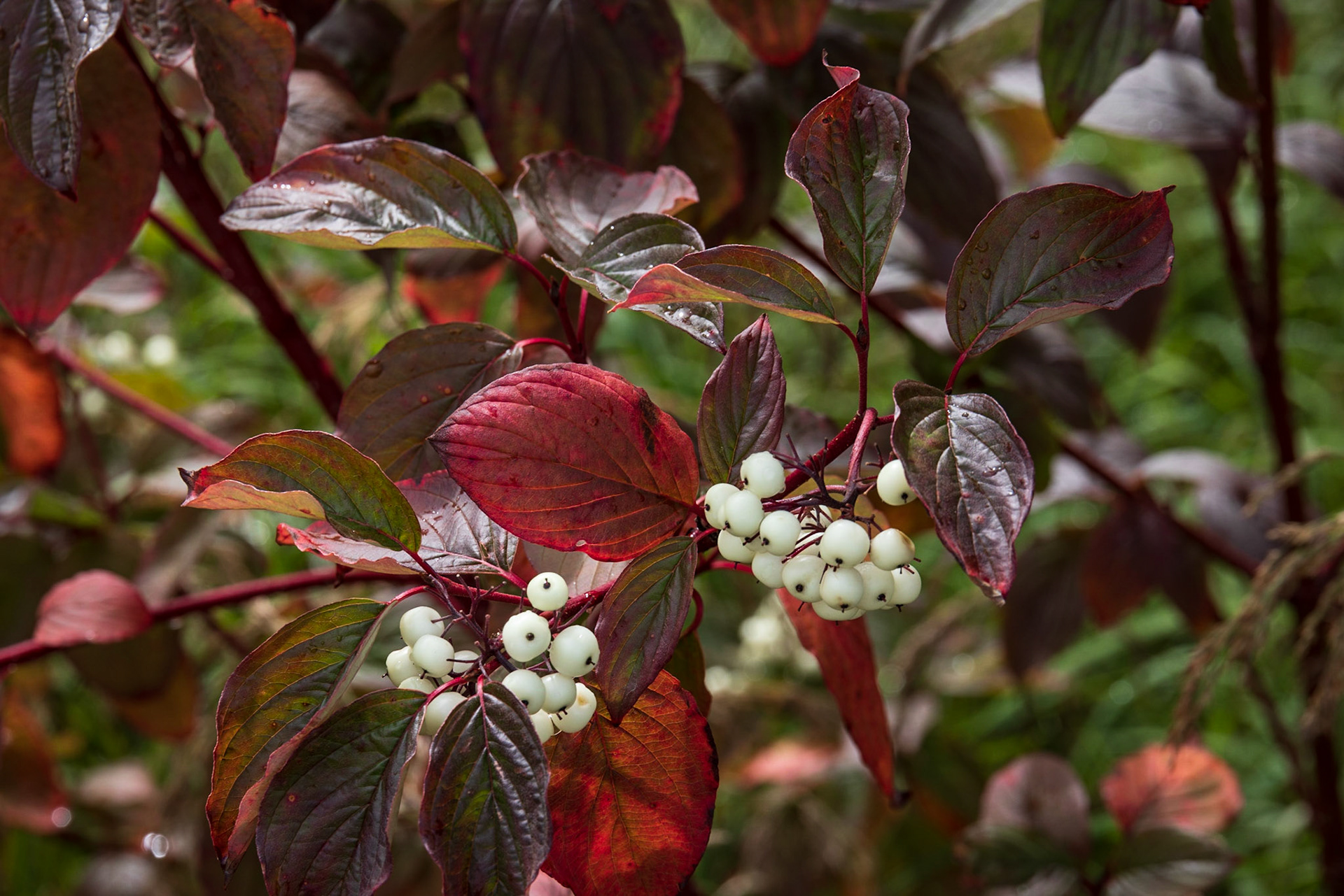 Birch Island Boardwalk, Goose Bay, NL