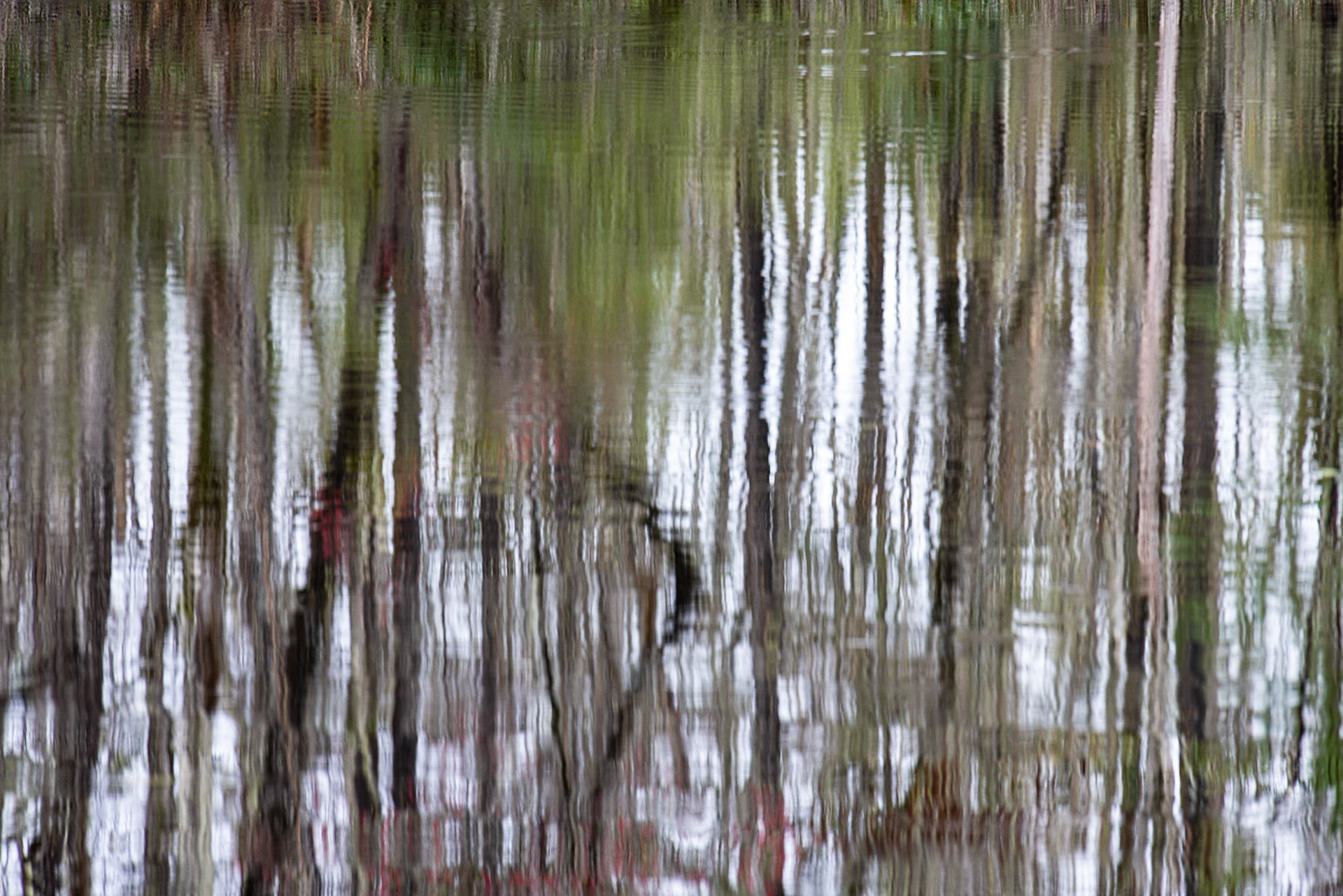 Crooked River, Tate's Hell, FL