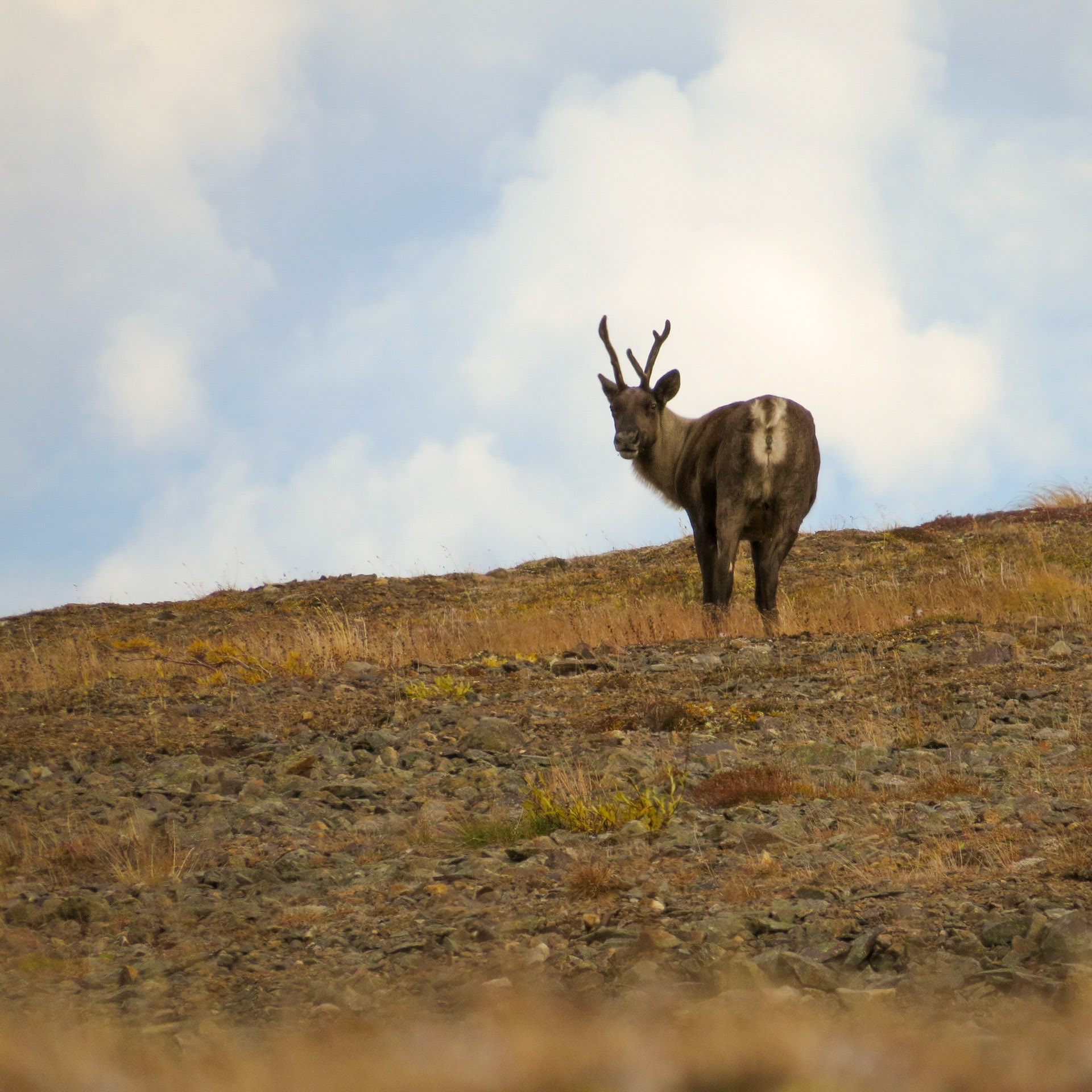 Level Mountain BC CA