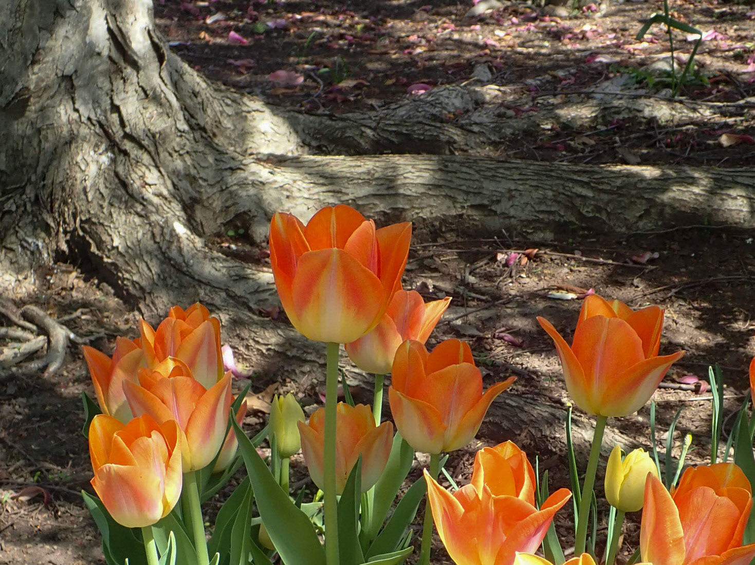 University Cirlcle, Cleveland OH