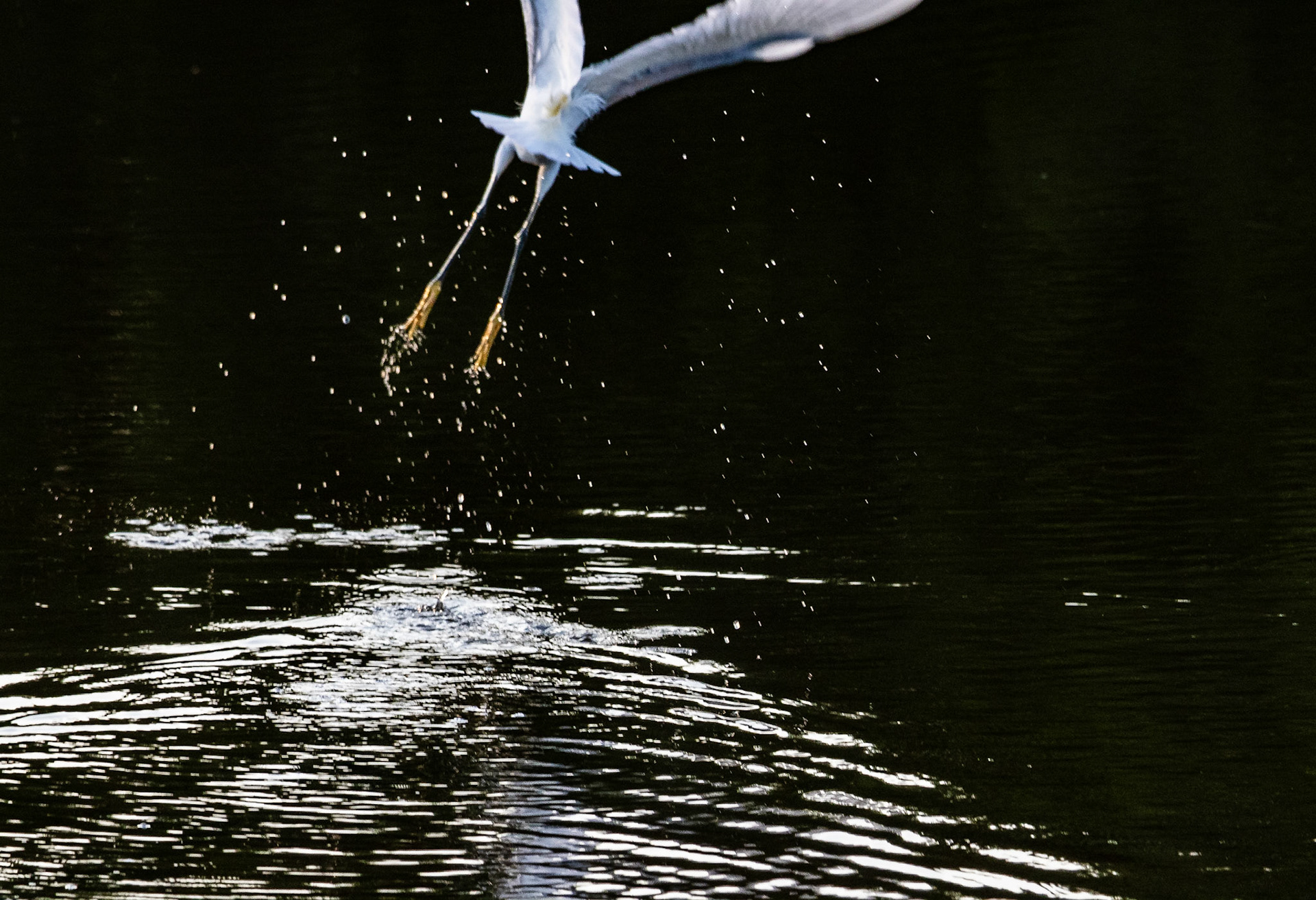 10,000 Islands Marsh Walk, FL