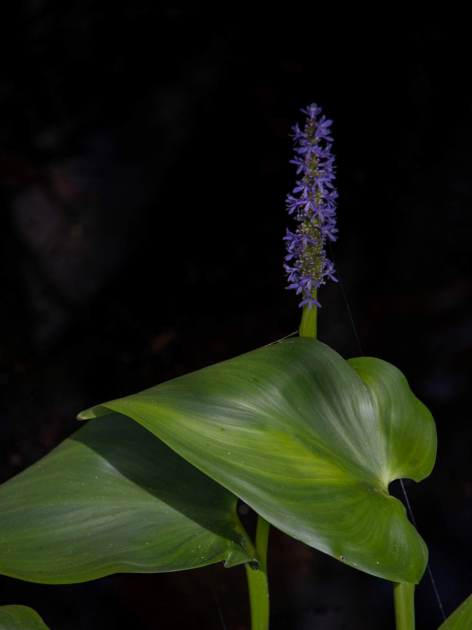 Corkscrew Swamp Sanctuary, Bonita Springs FL