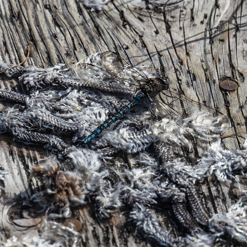 Pipeline Lakes Trail AK