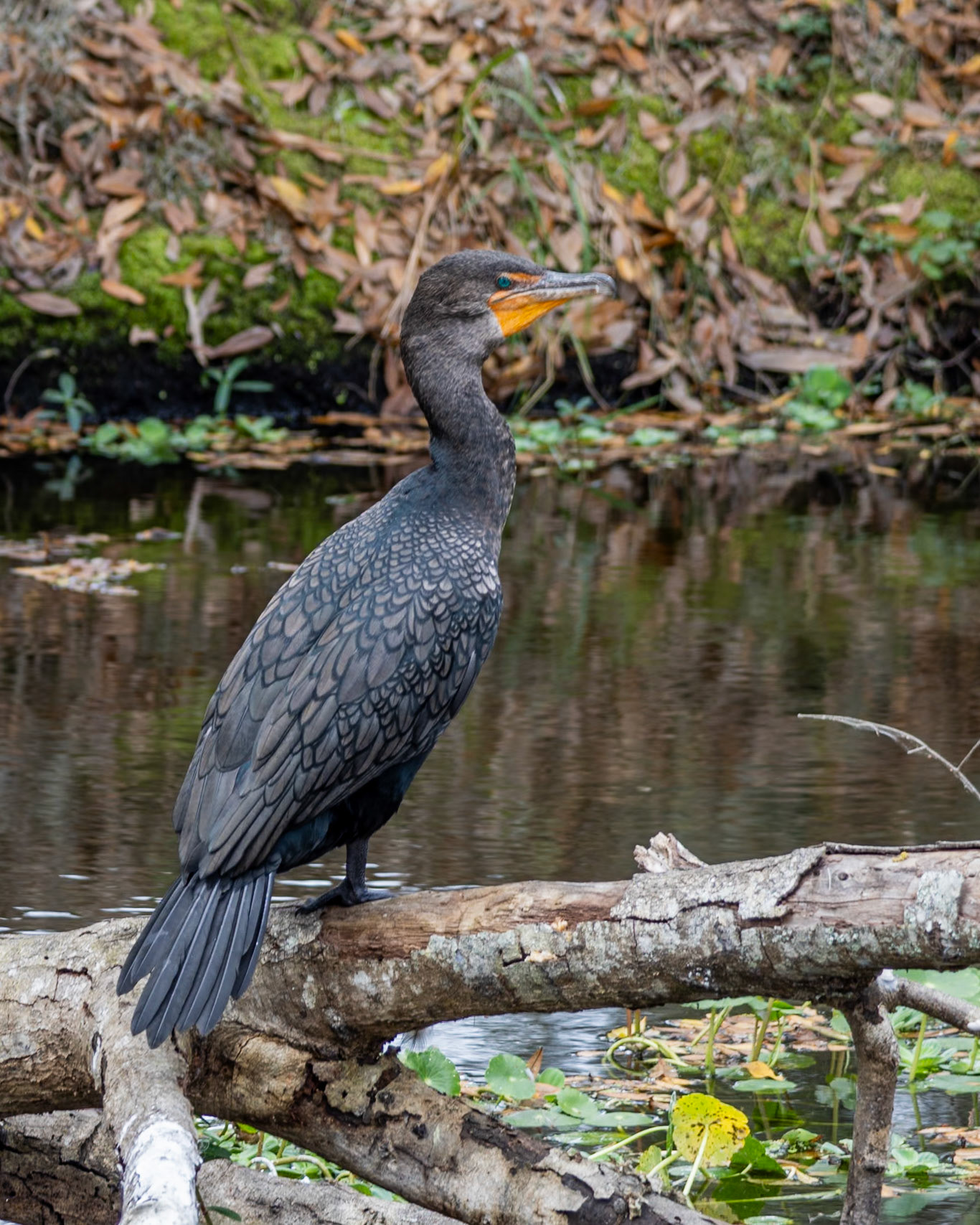 Circle Bar B Preserve, Lakeland FL