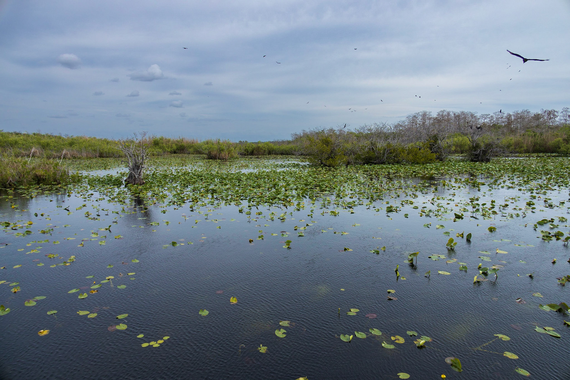 Anhinga Trail, Everglades NP, FL
