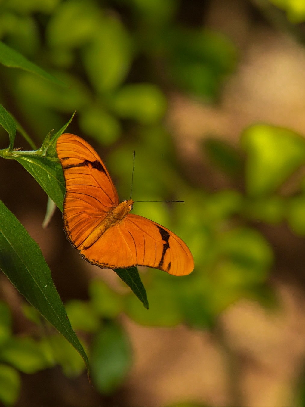 Naples Botanical Garden FL