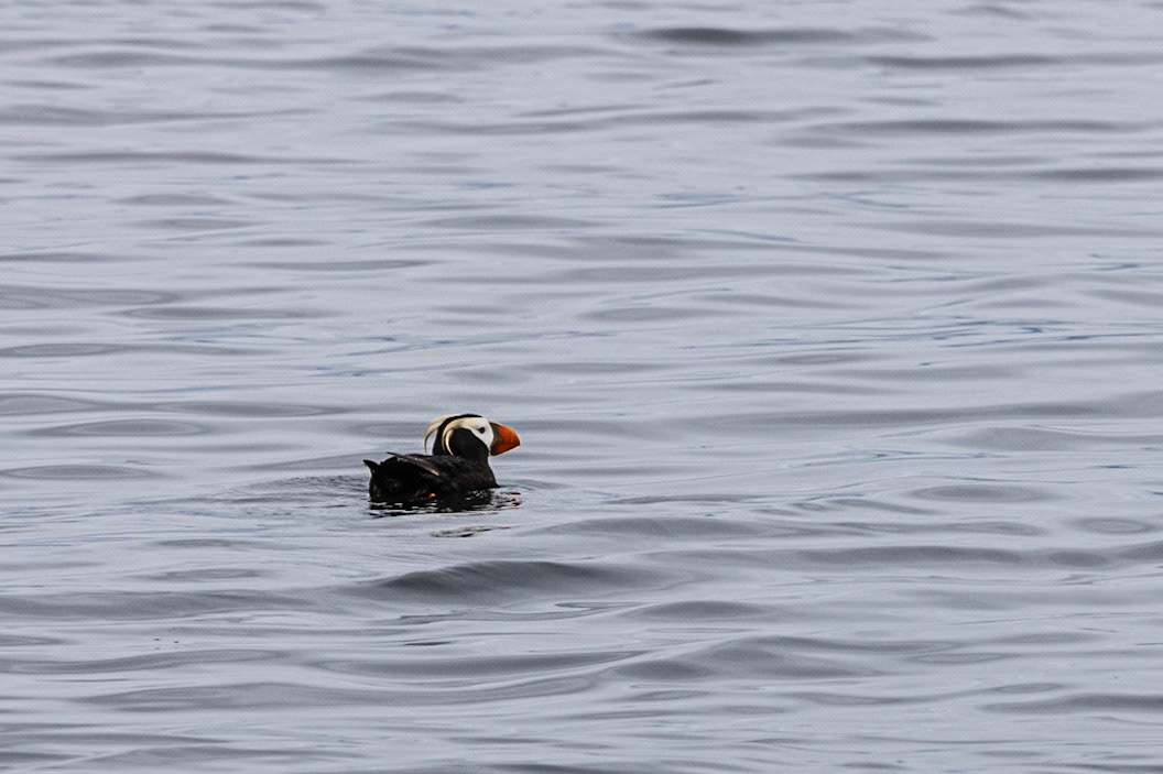 Prince William Sound AK